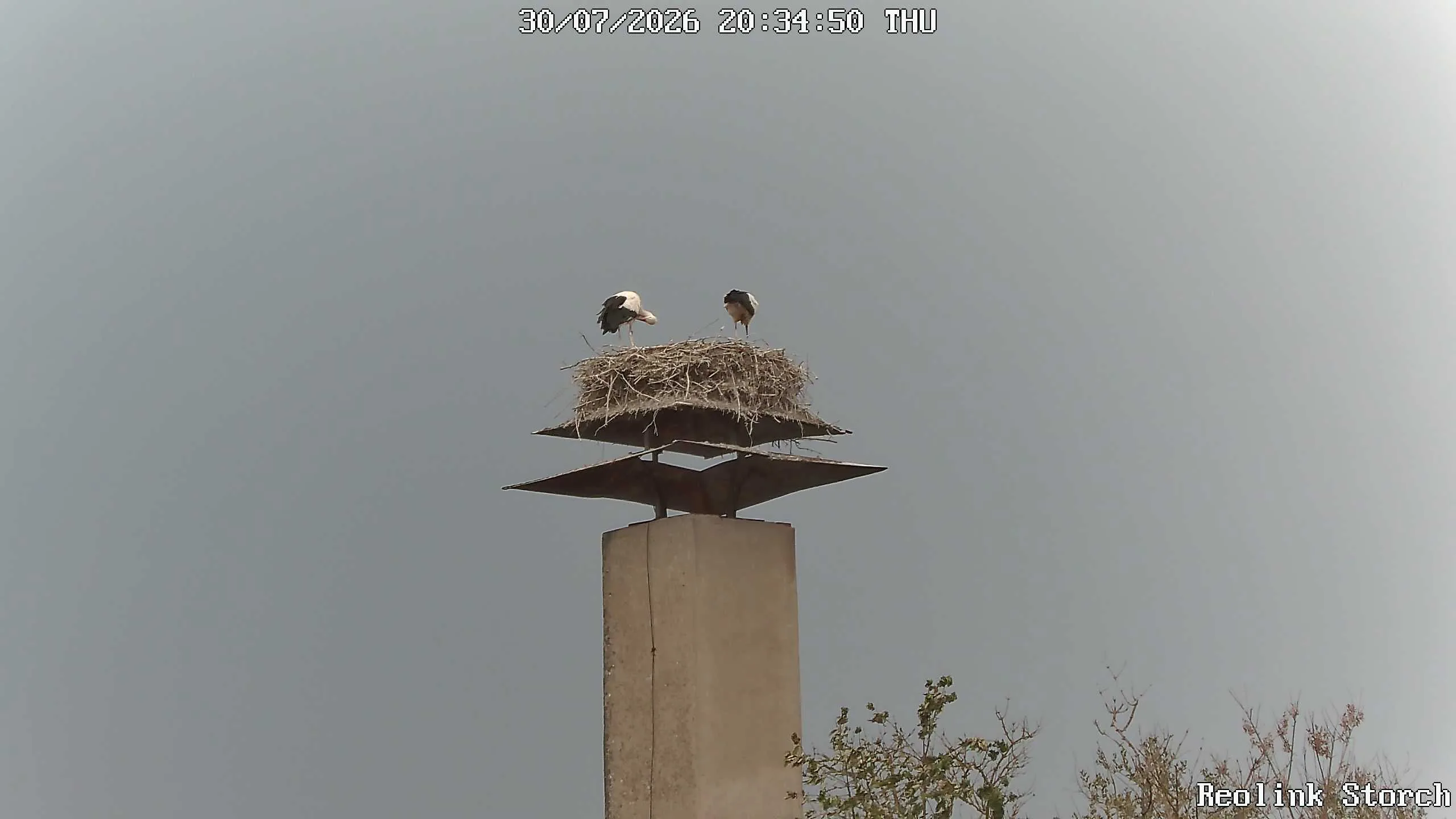 Storchencam Bild