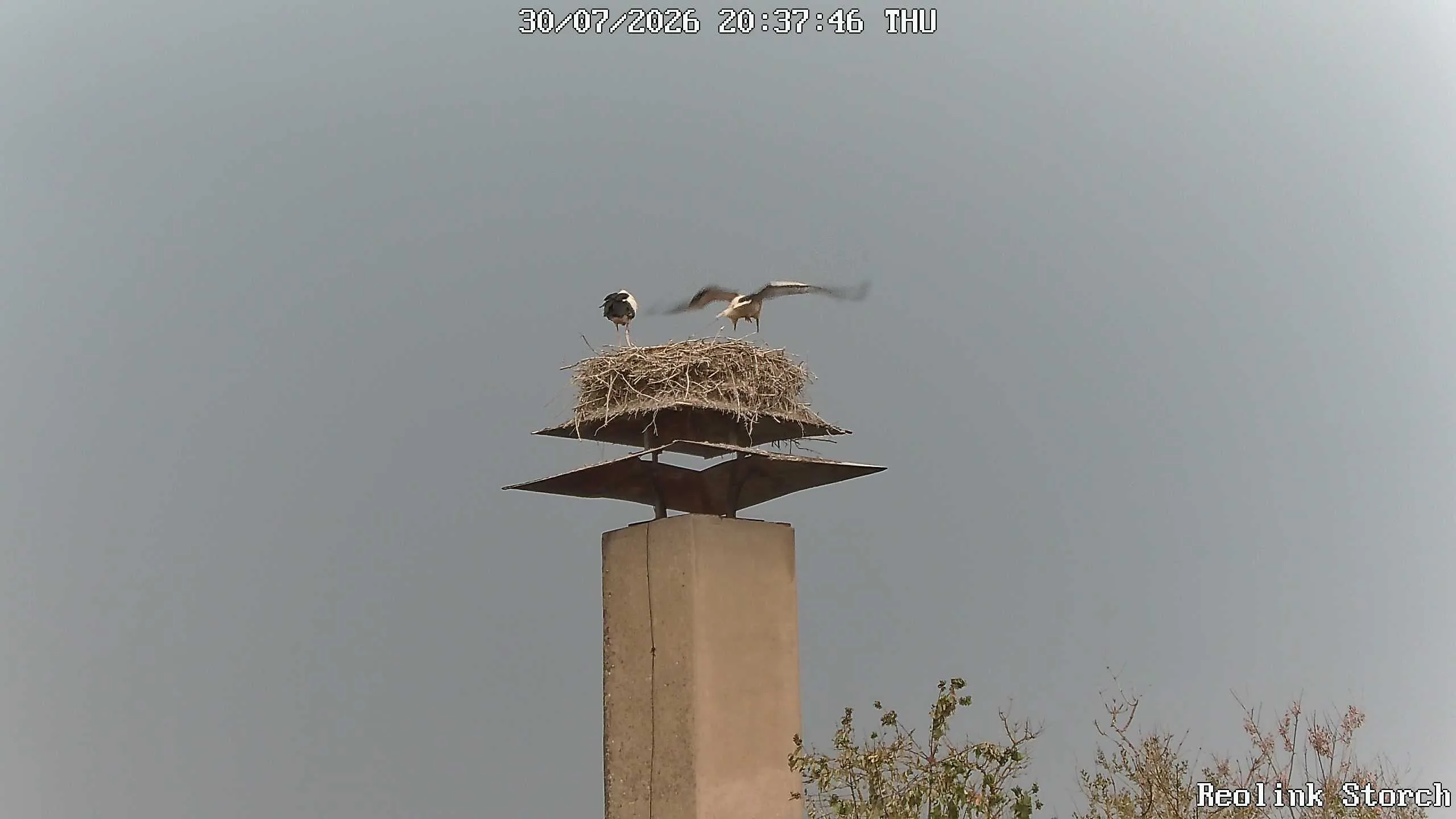 Storchencam Bild