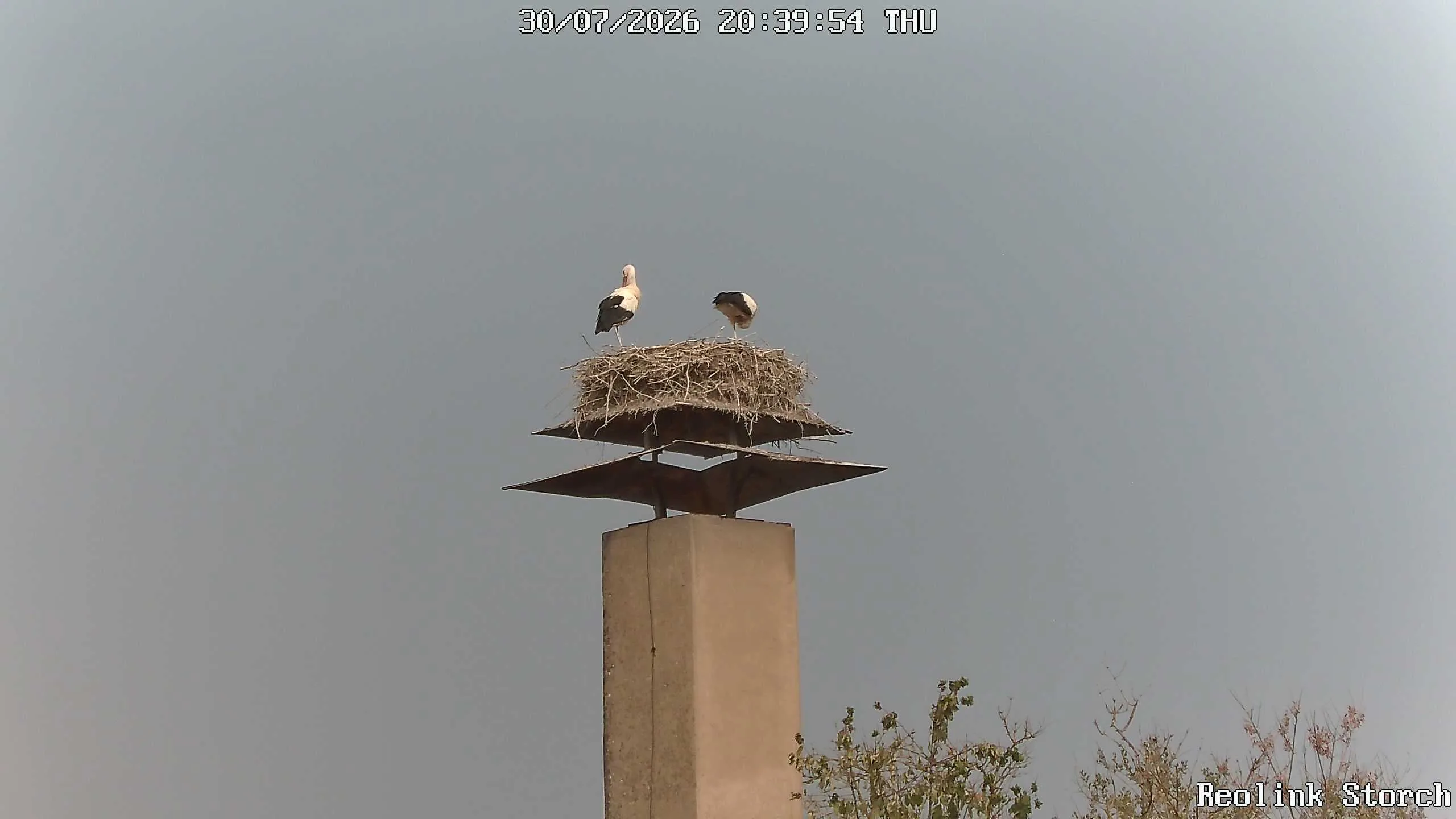 Storchencam Bild
