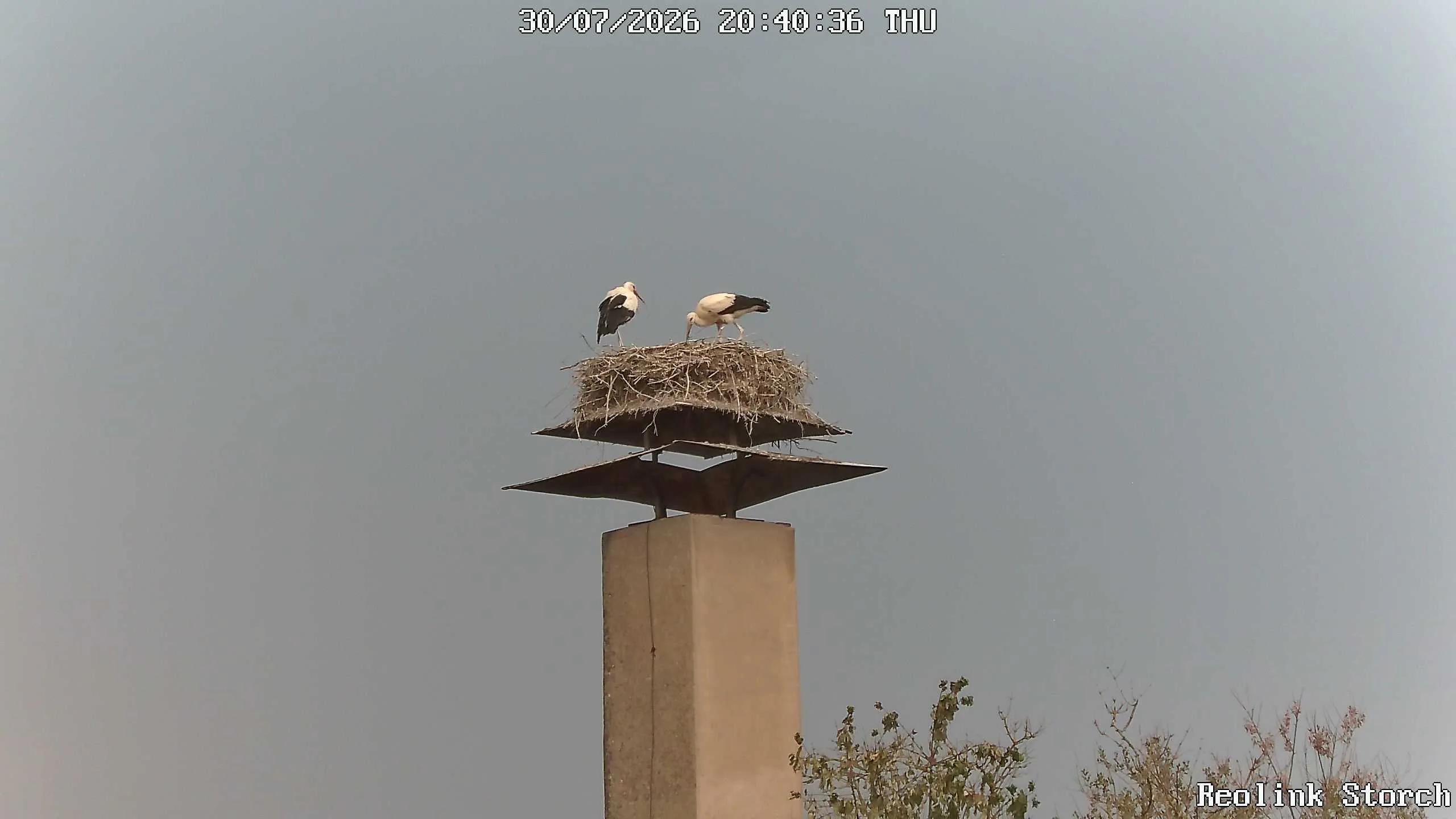 Storchencam Bild