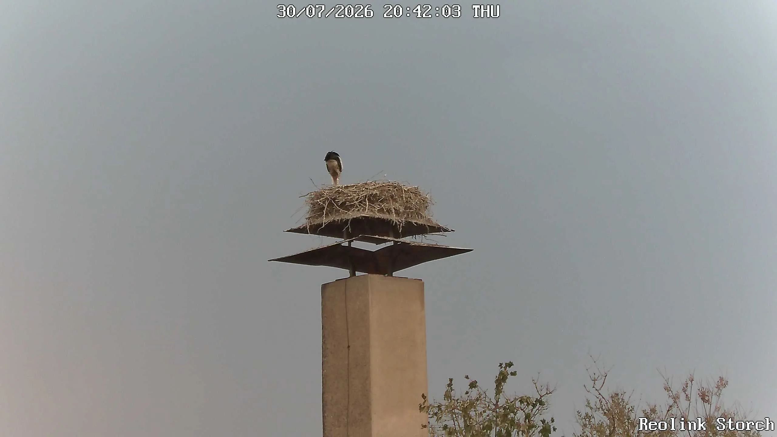 Storchencam Bild
