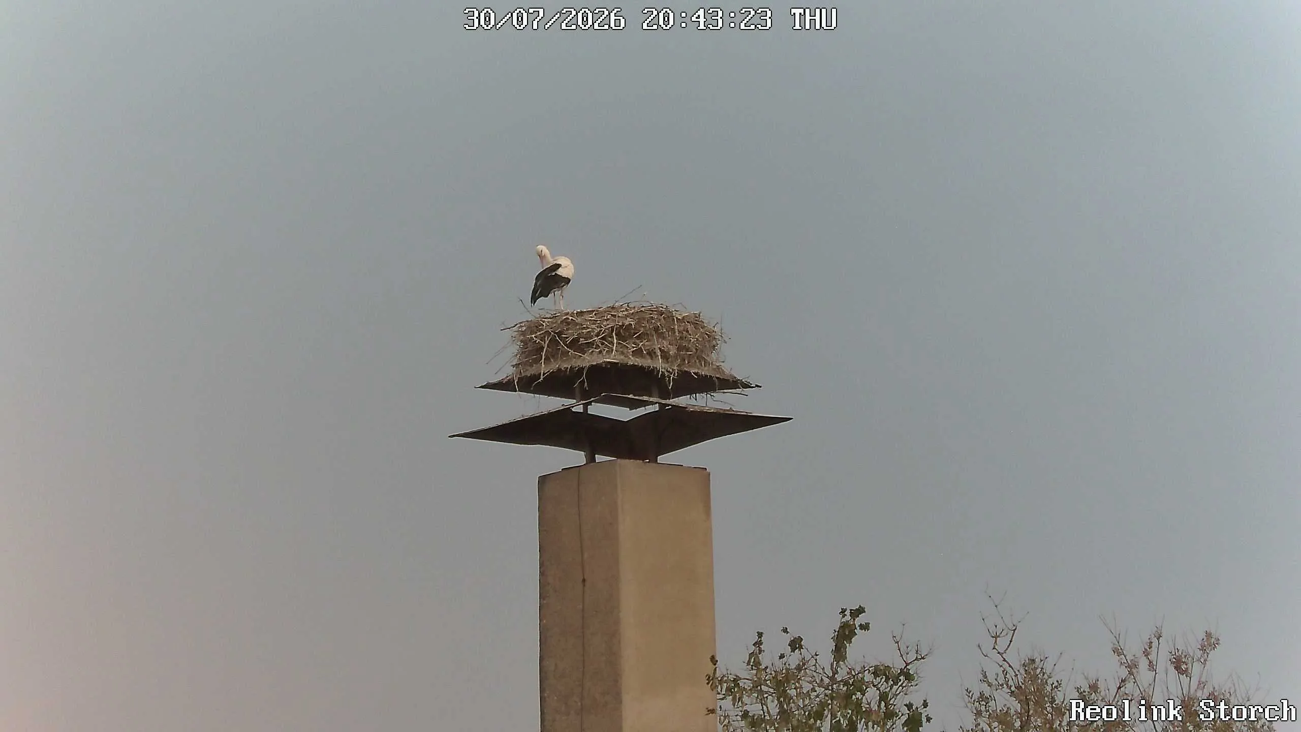 Storchencam Bild