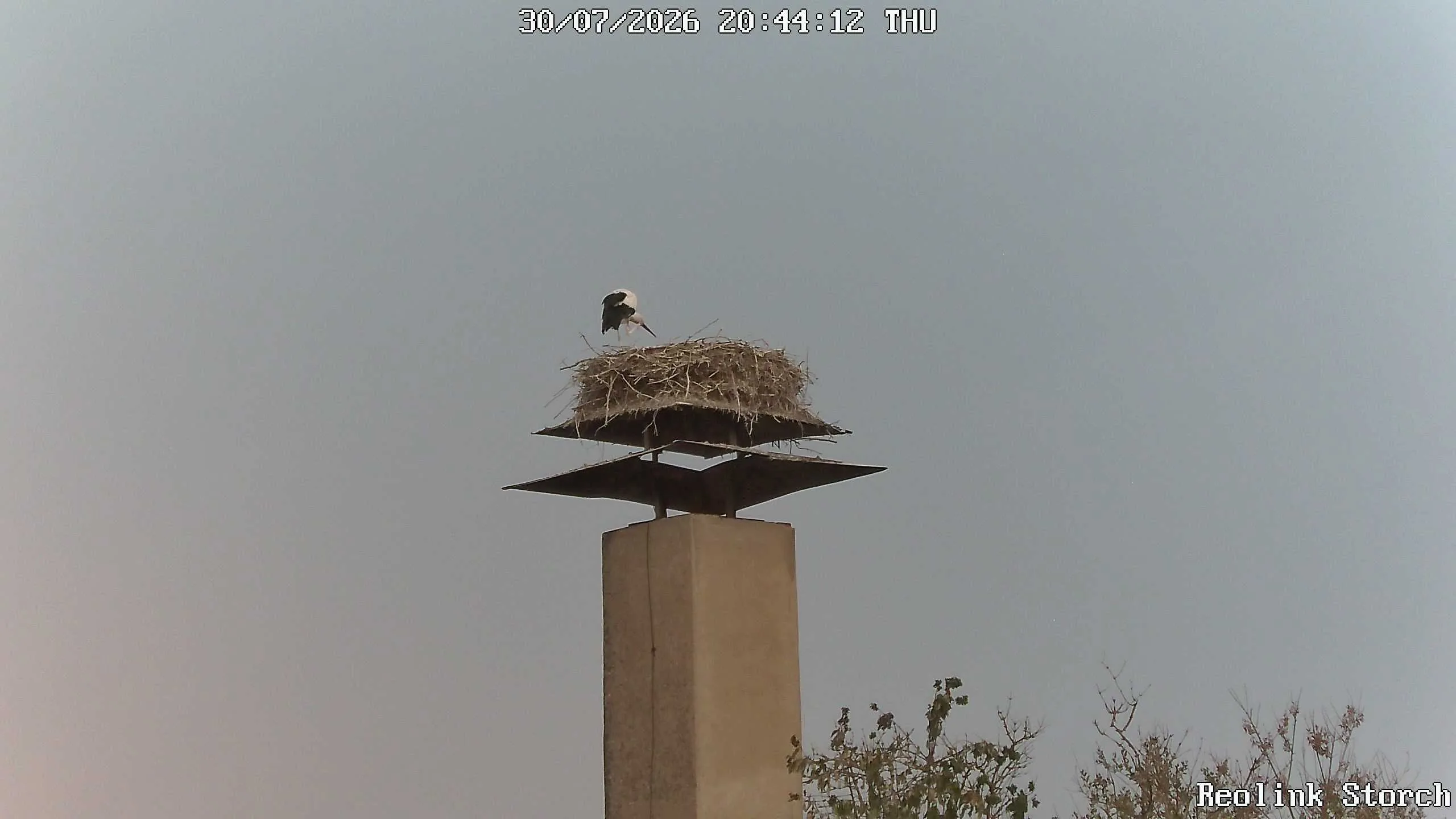 Storchencam Bild