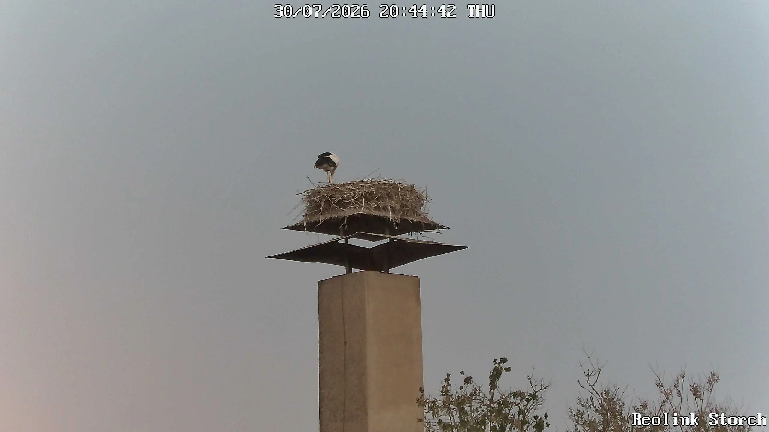Storchencam Bild