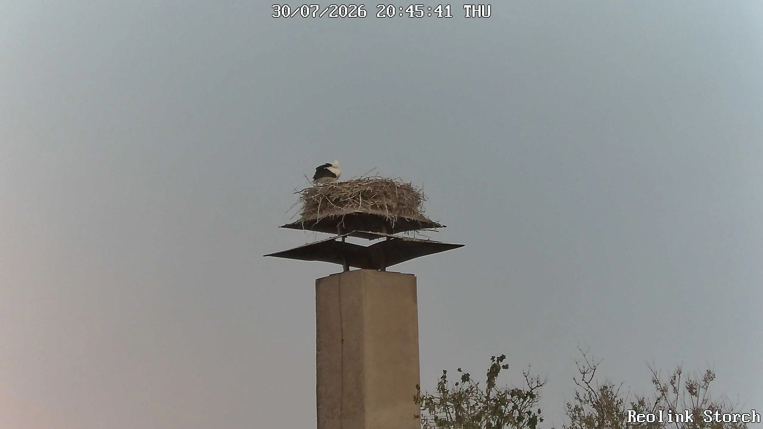 Storchencam Bild