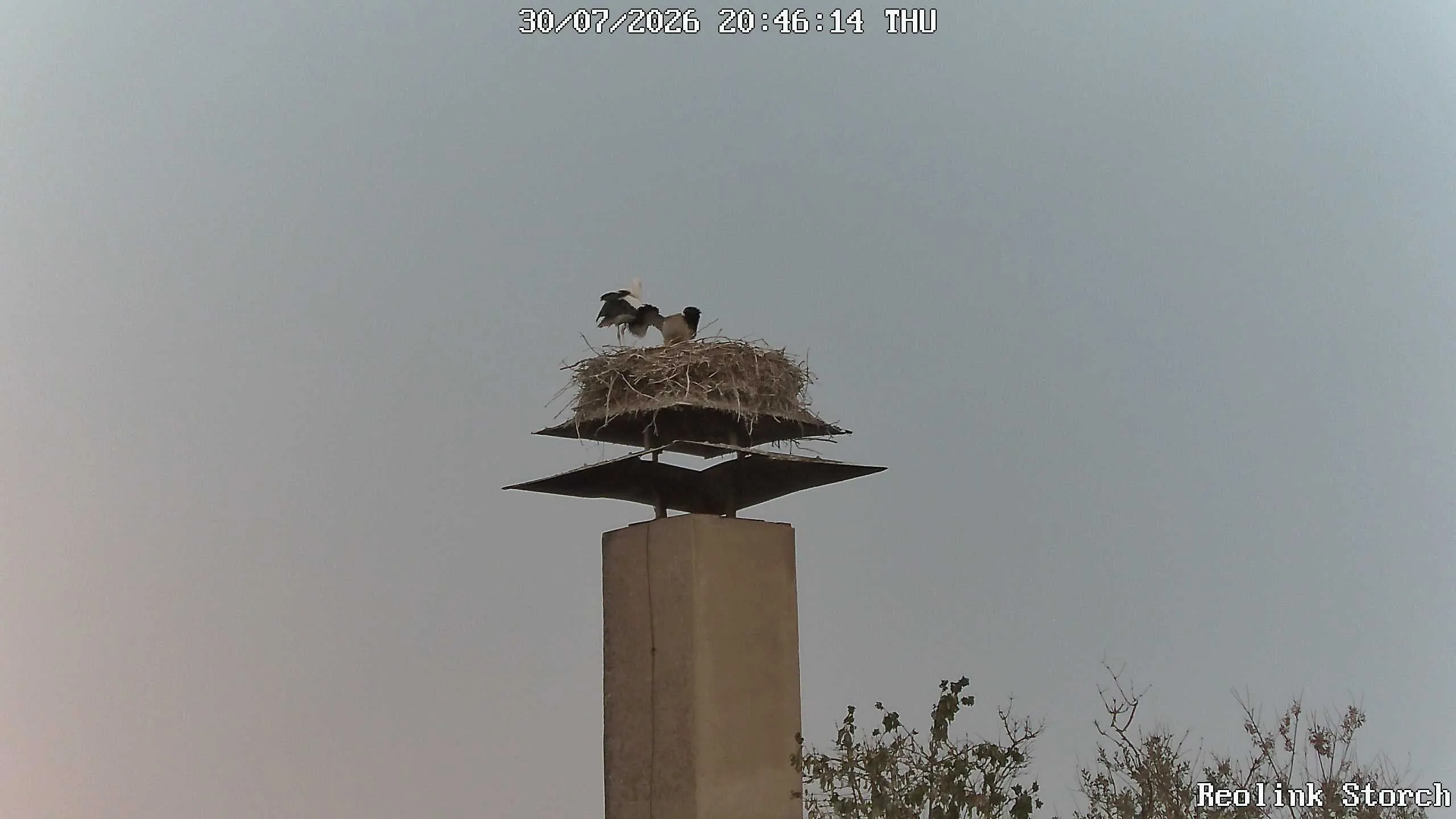 Storchencam Bild