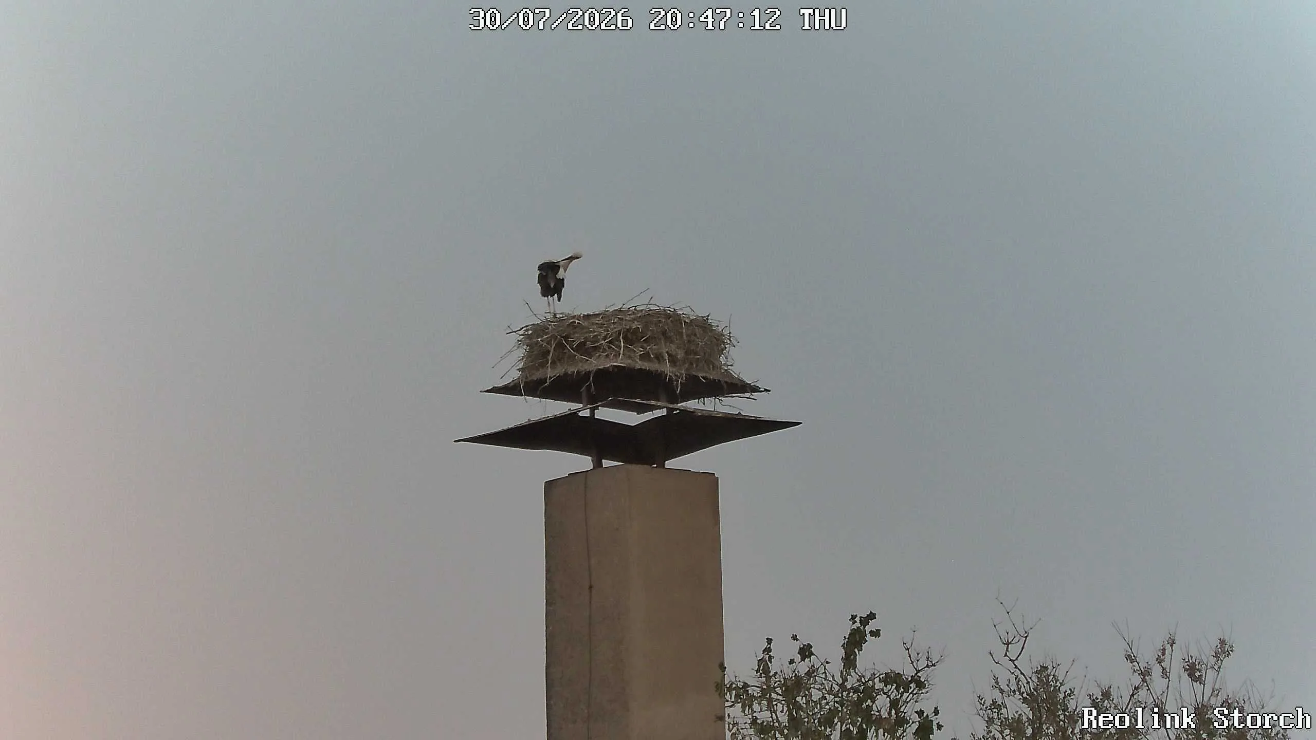 Storchencam Bild