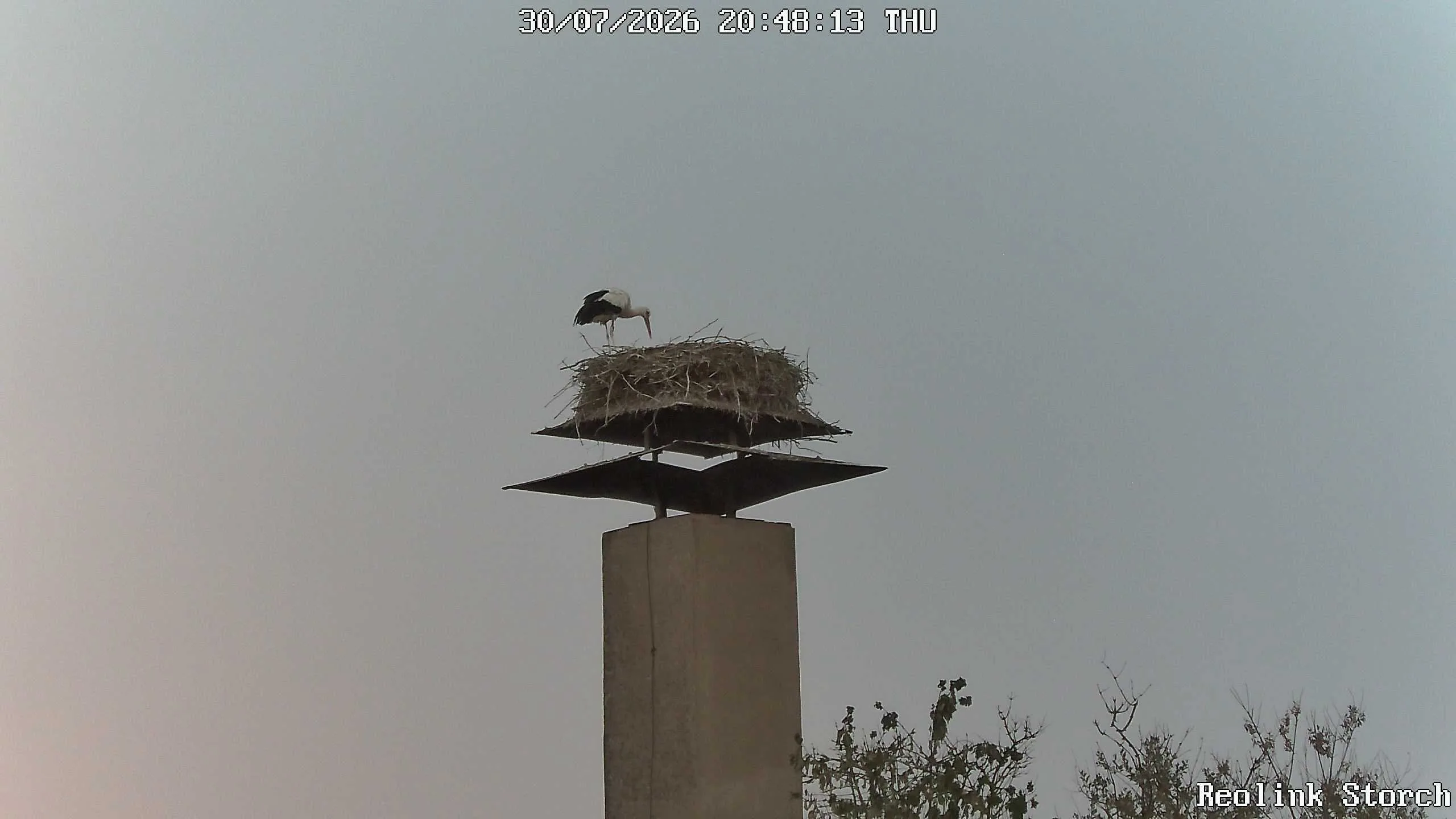 Storchencam Bild