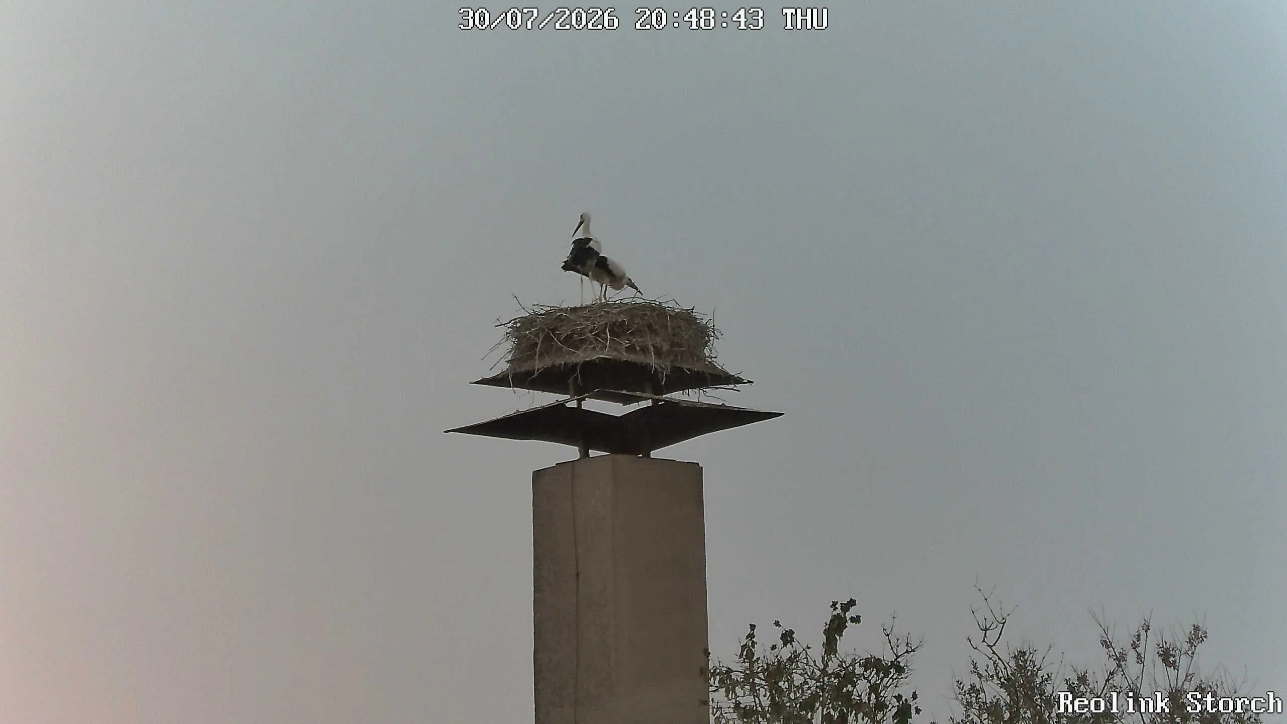 Storchencam Bild