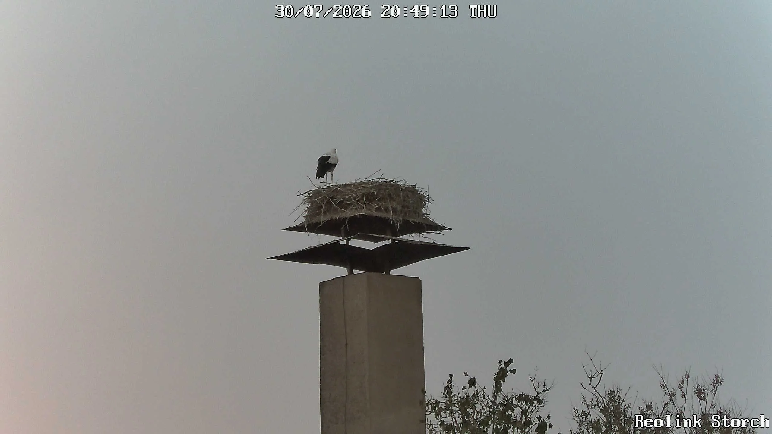 Storchencam Bild