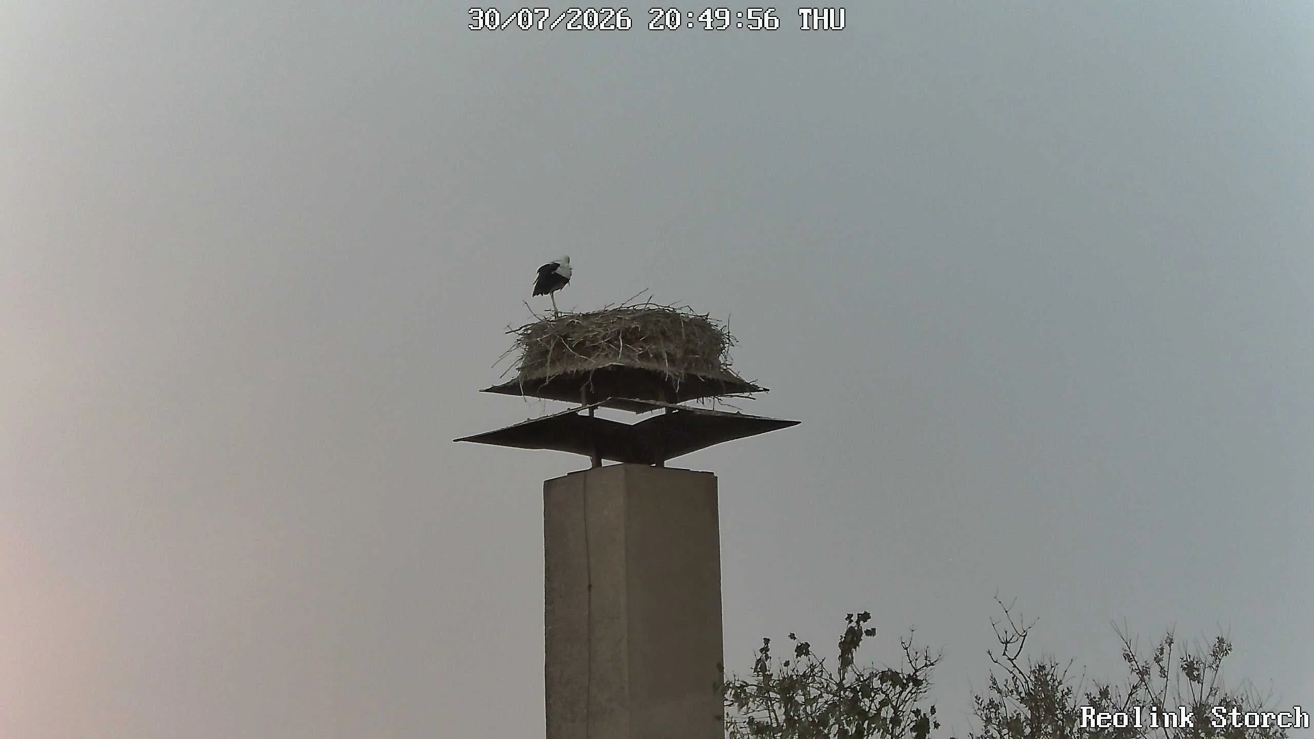 Storchencam Bild