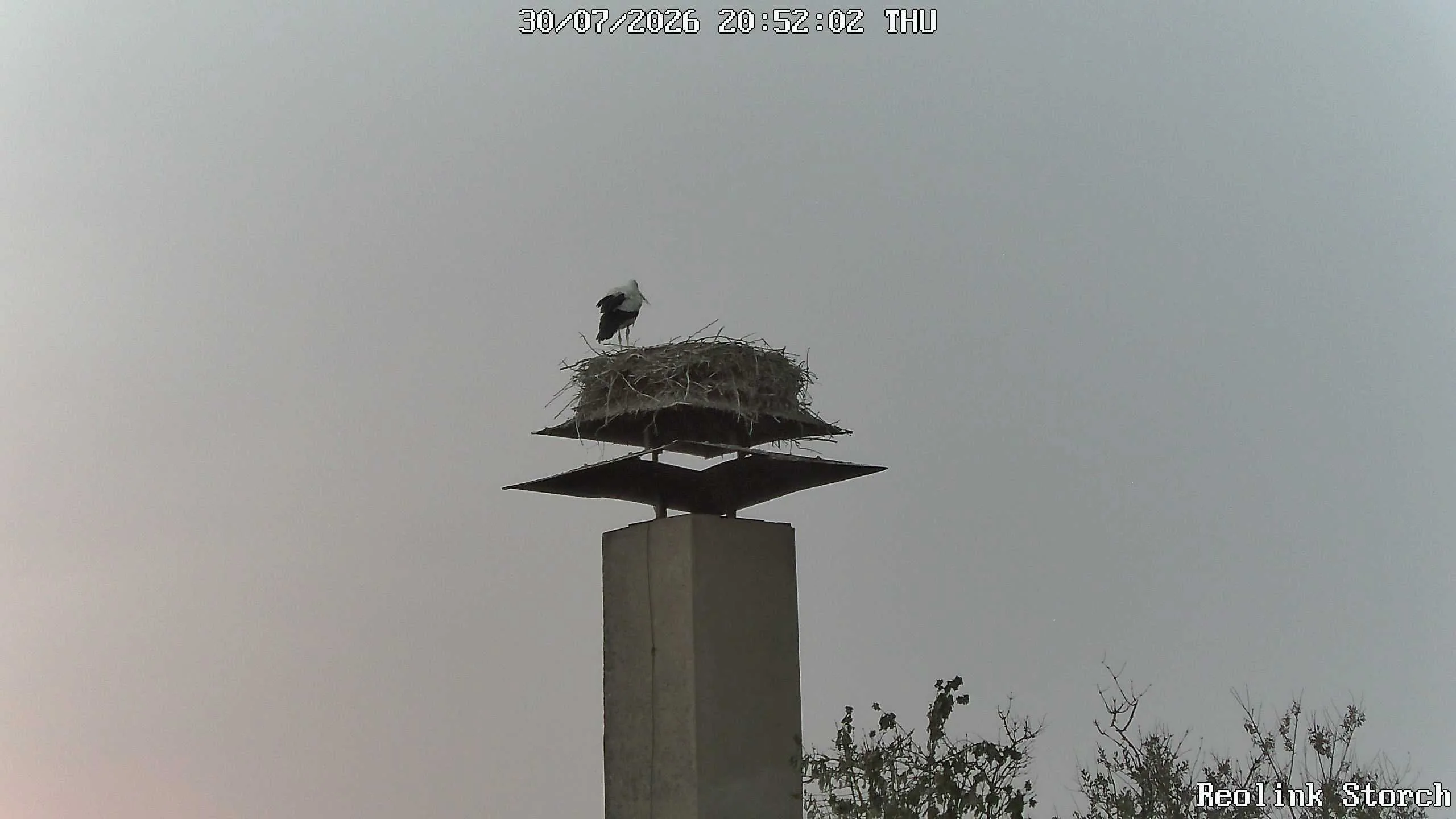 Storchencam Bild