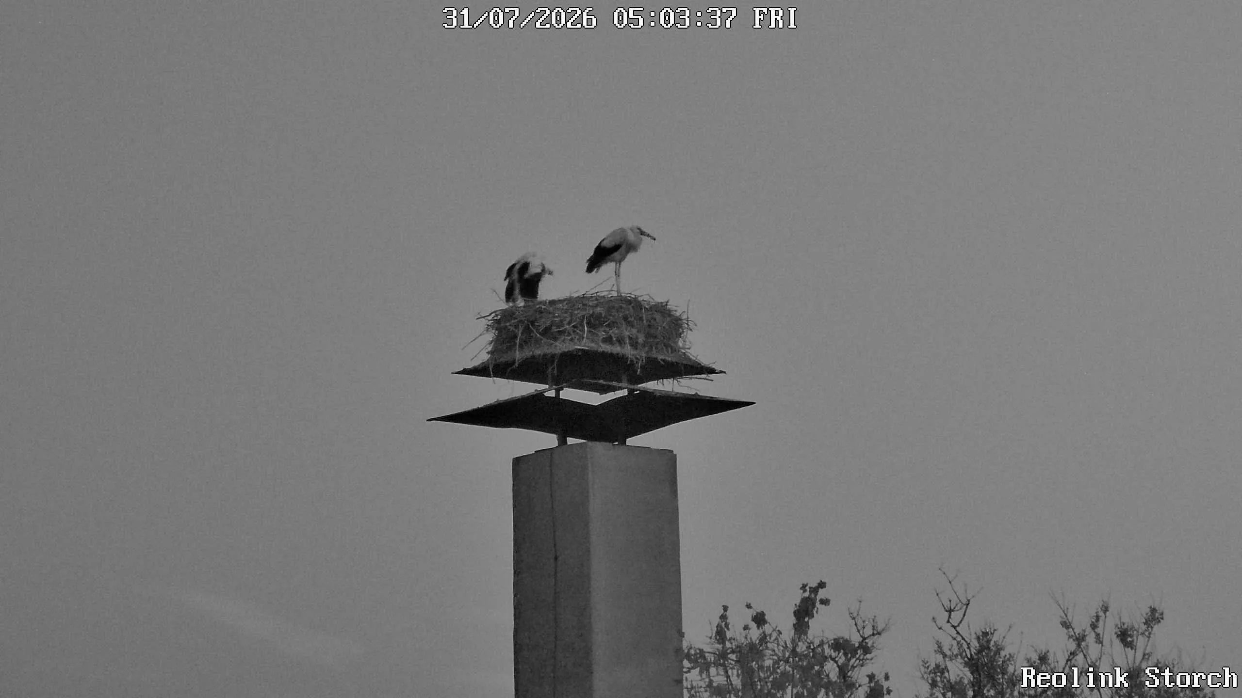 Storchencam Bild