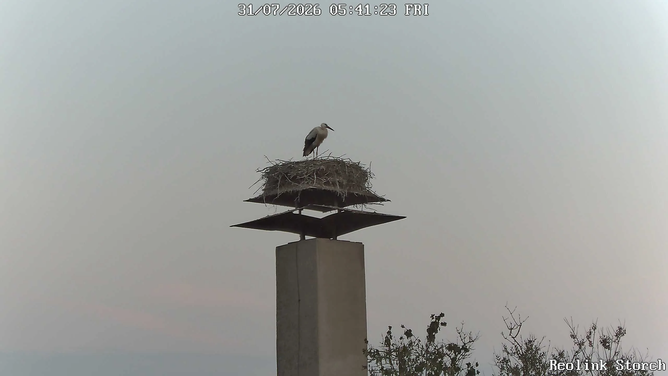 Storchencam Bild
