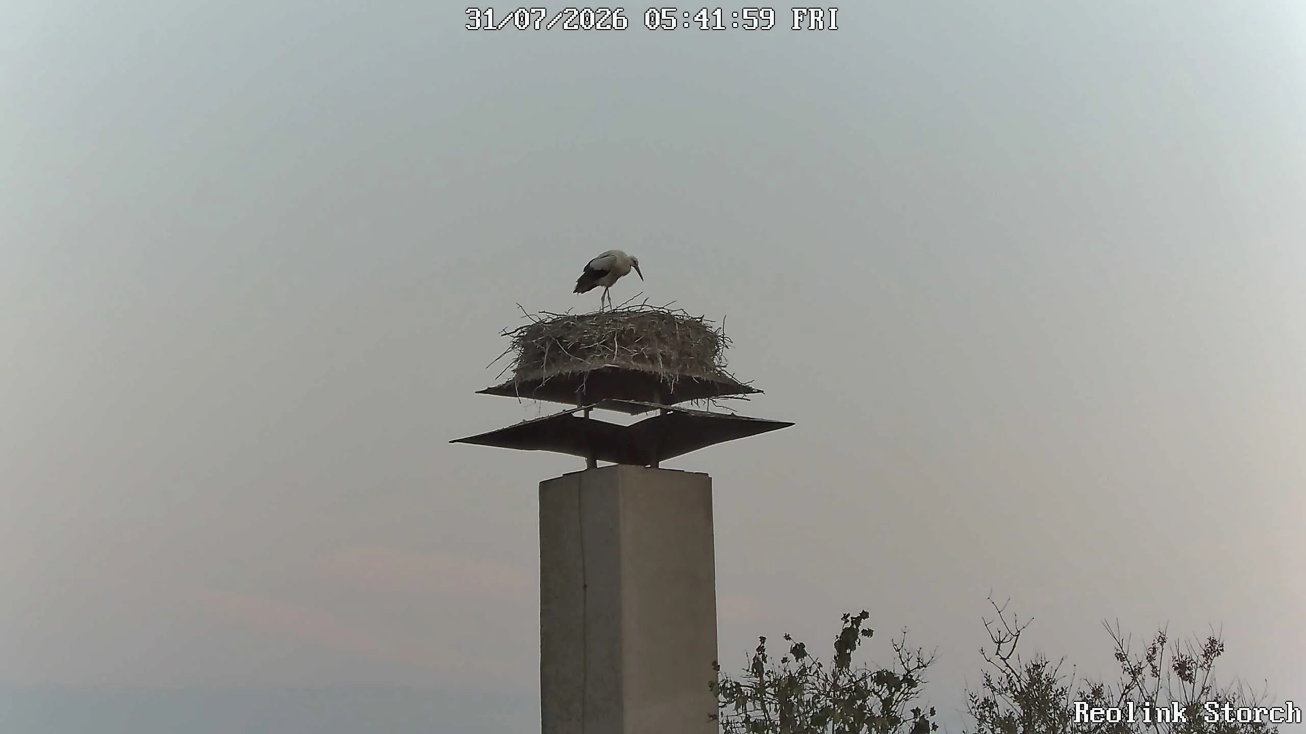 Storchencam Bild