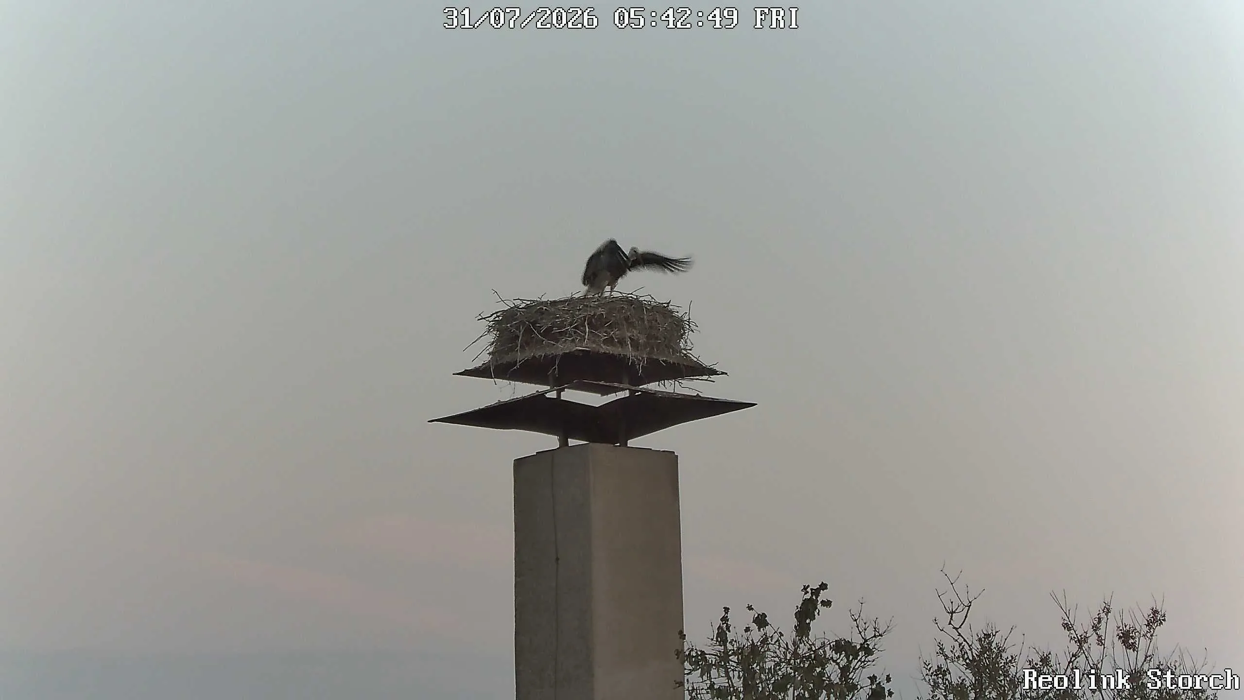 Storchencam Bild