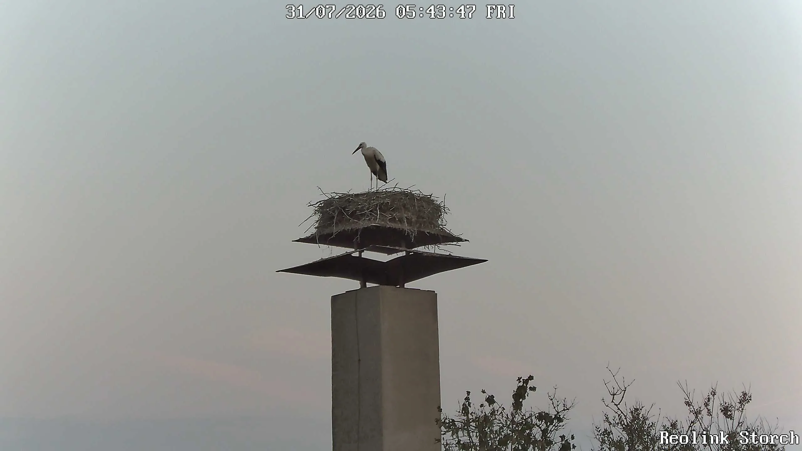Storchencam Bild