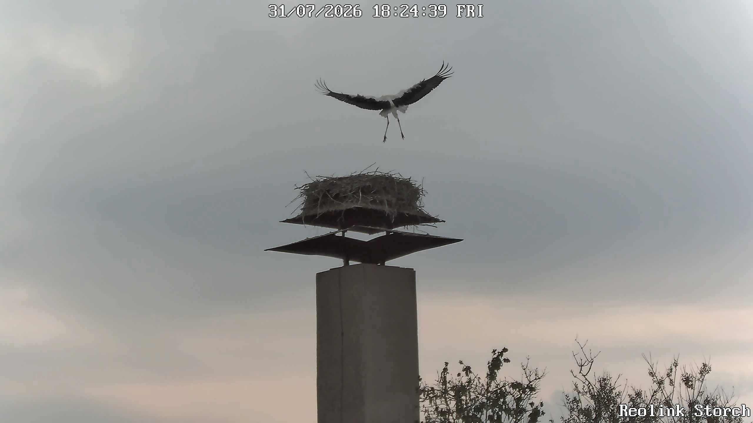 Storchencam Bild