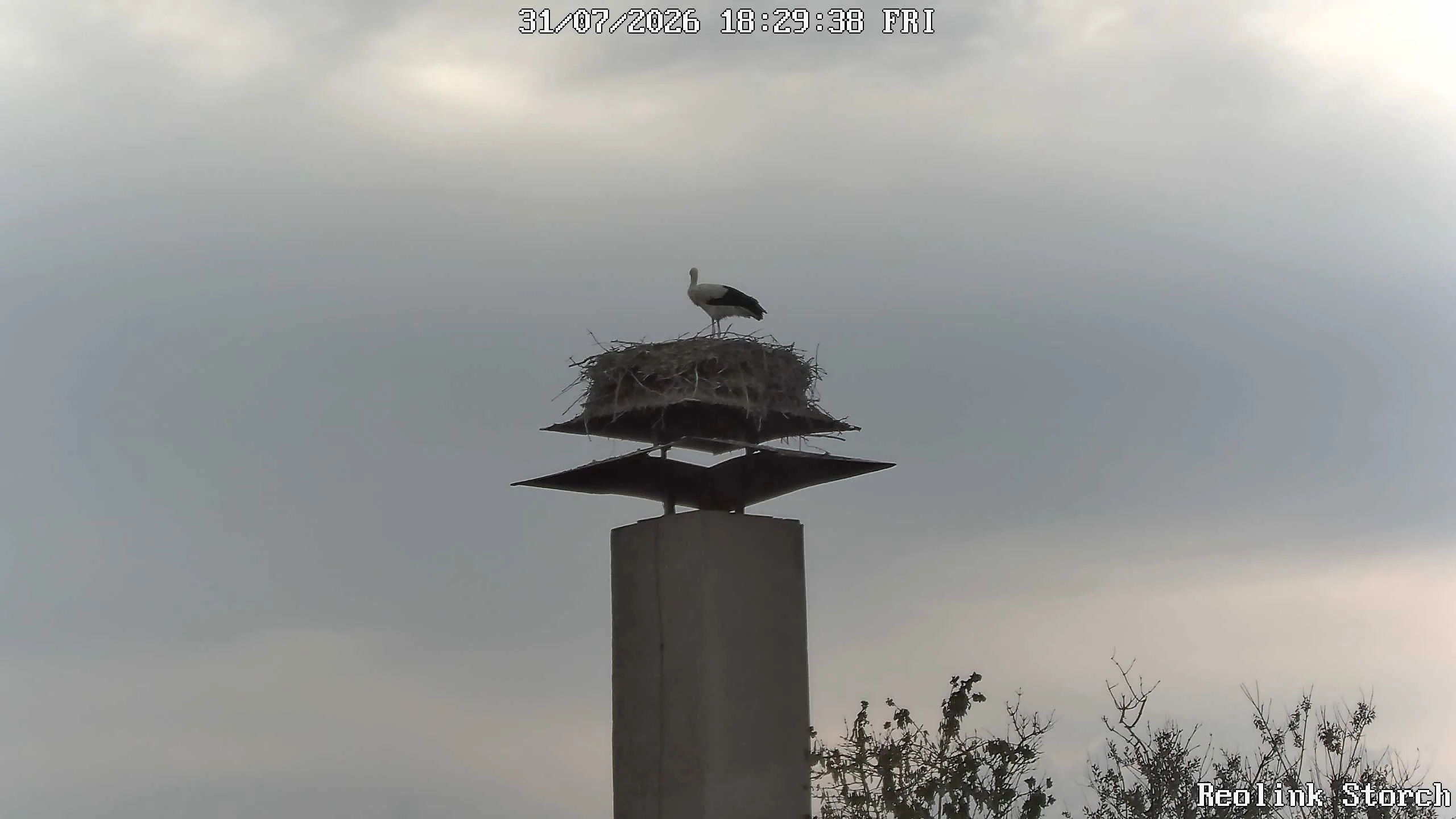 Storchencam Bild