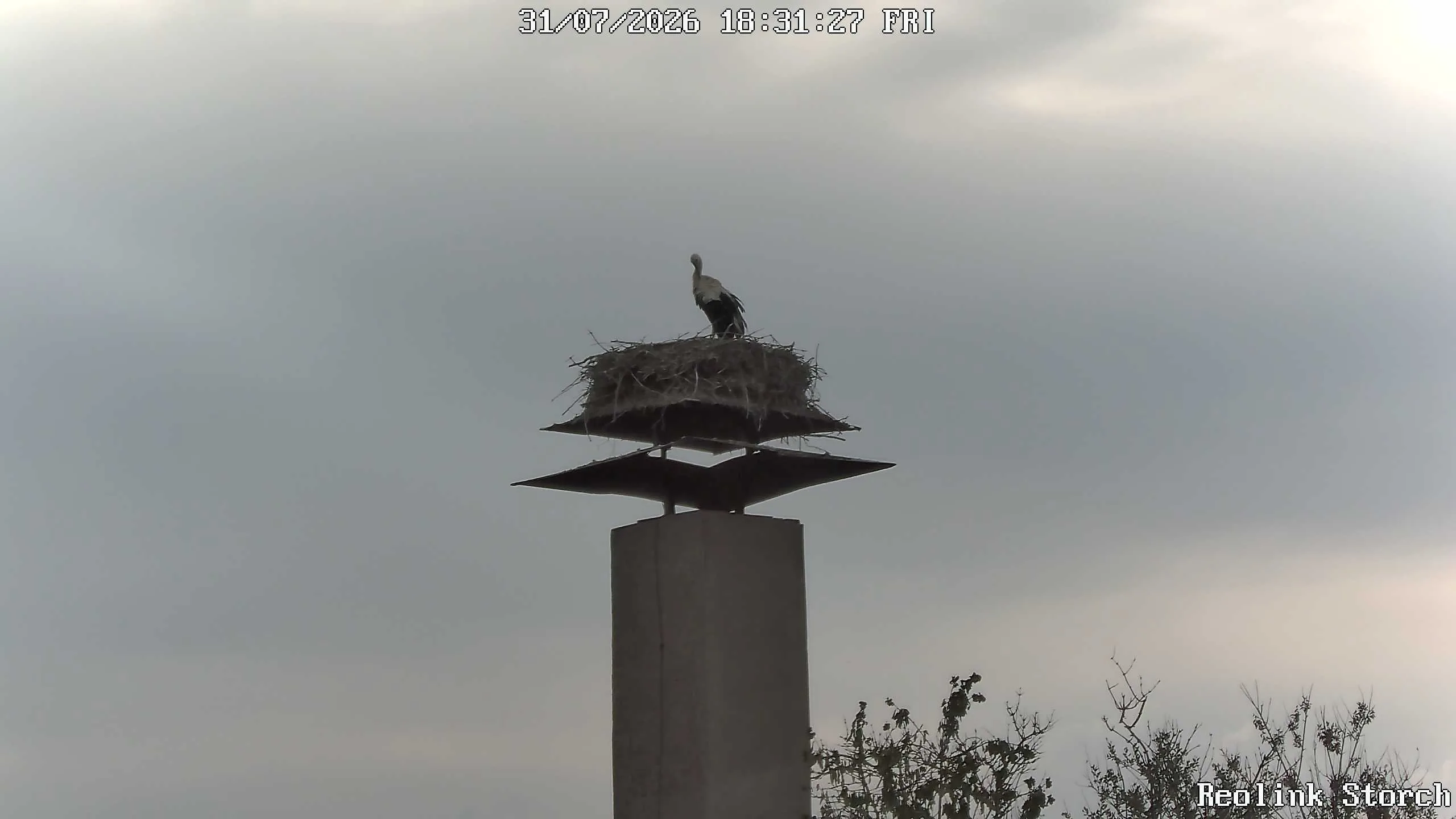 Storchencam Bild