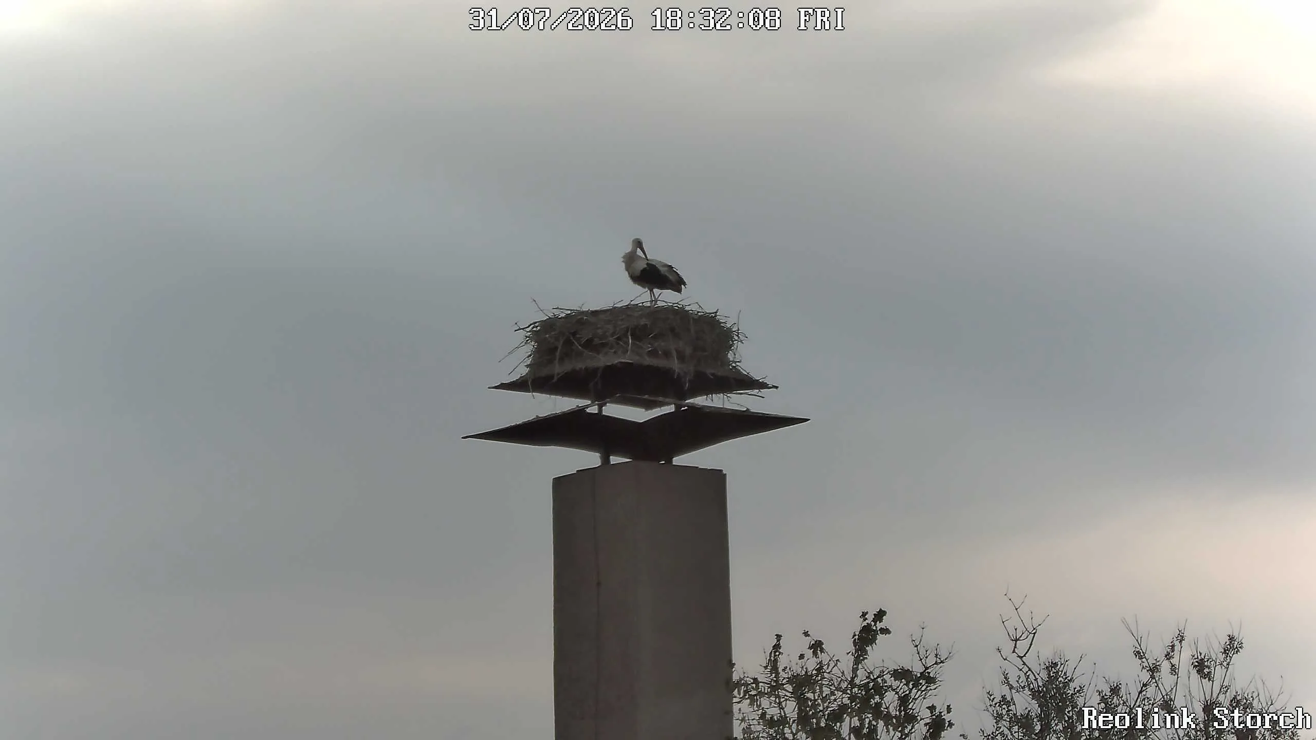 Storchencam Bild