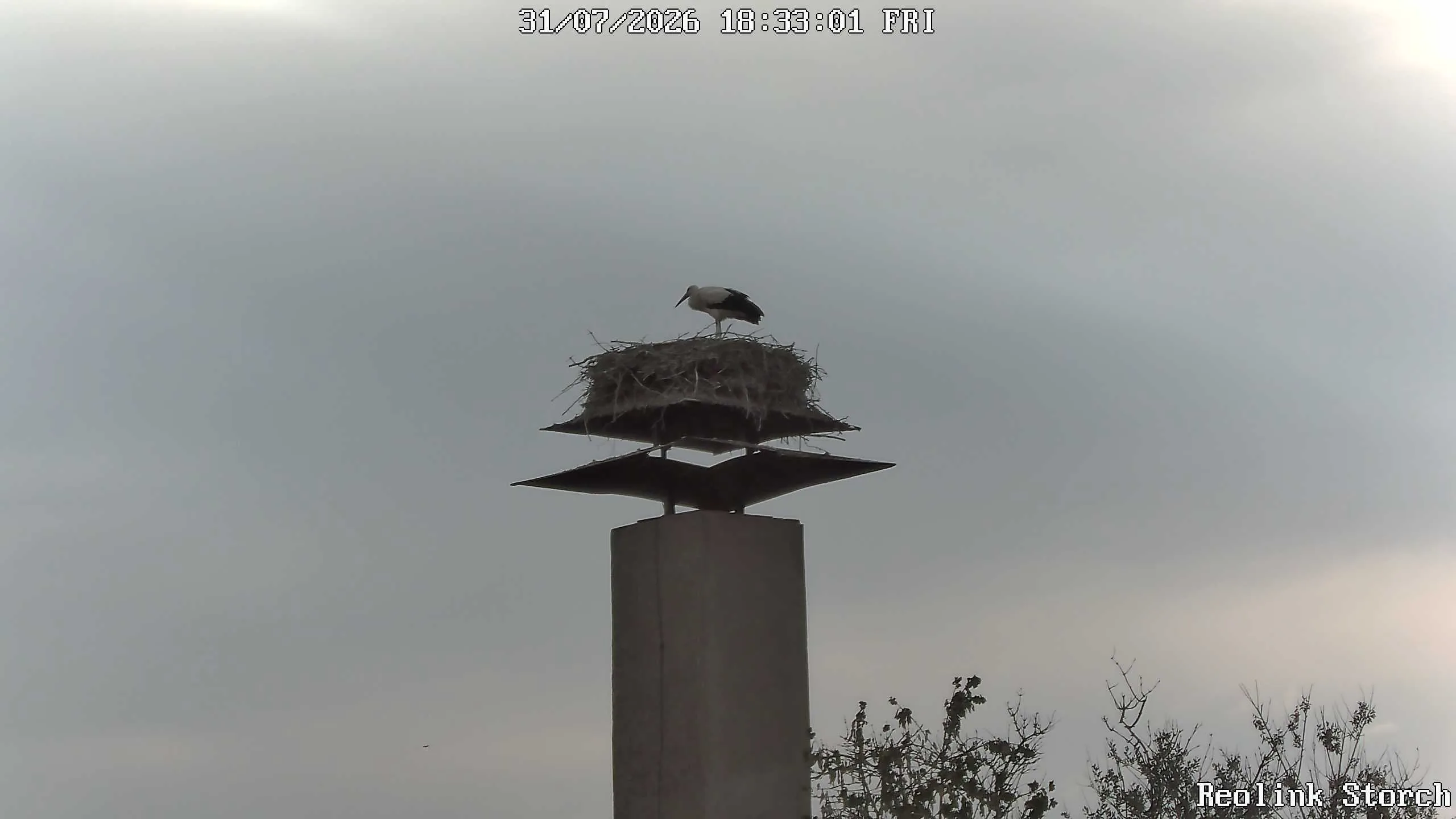 Storchencam Bild