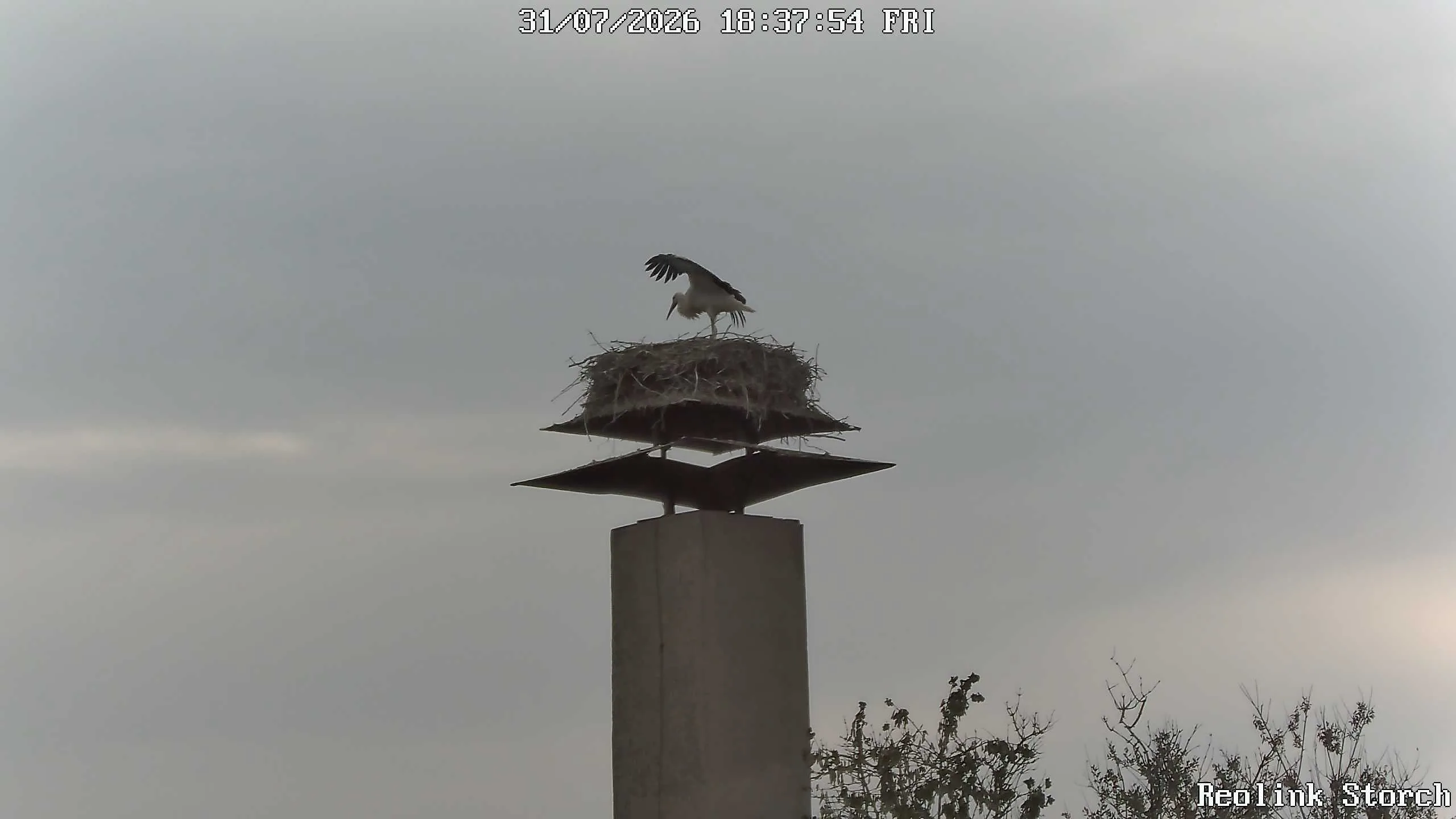 Storchencam Bild