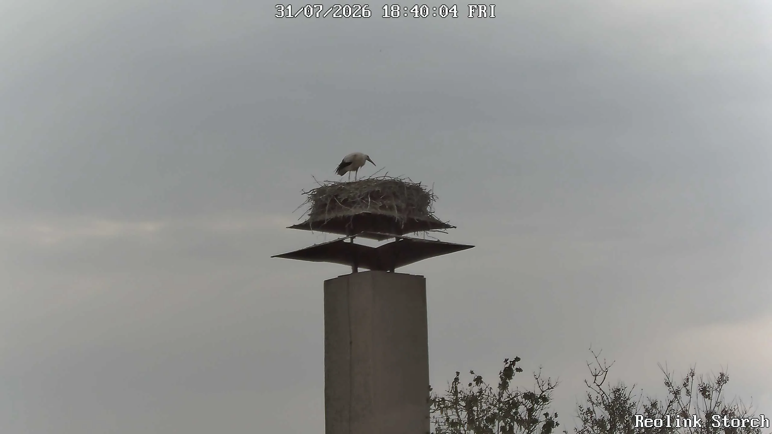 Storchencam Bild