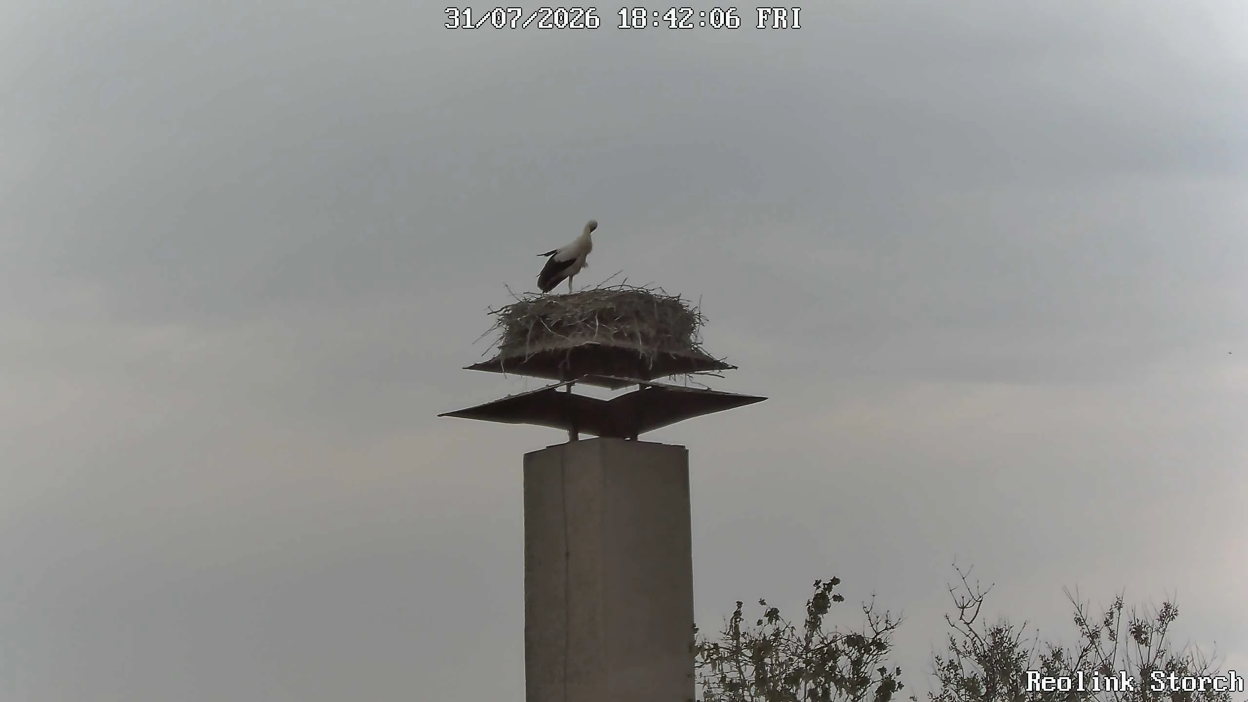 Storchencam Bild
