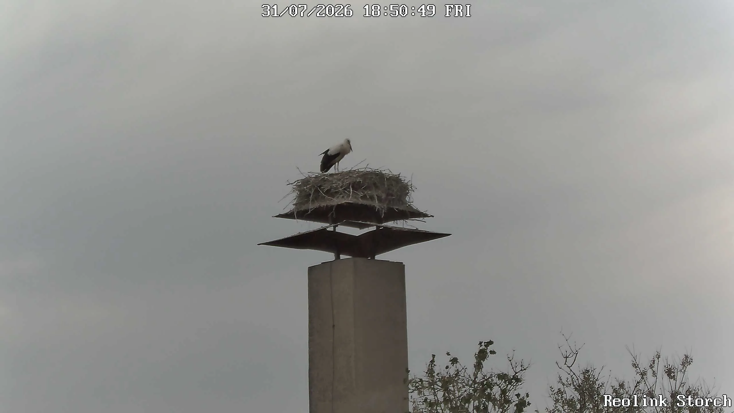 Storchencam Bild