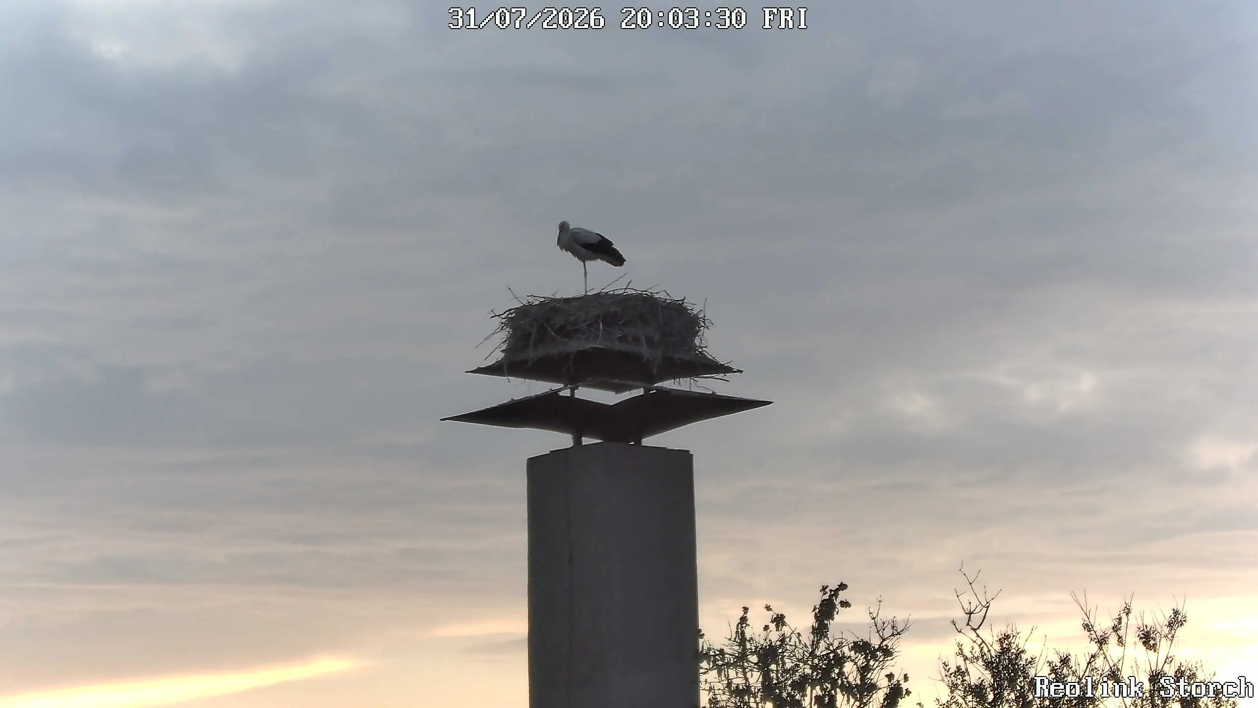 Storchencam Bild