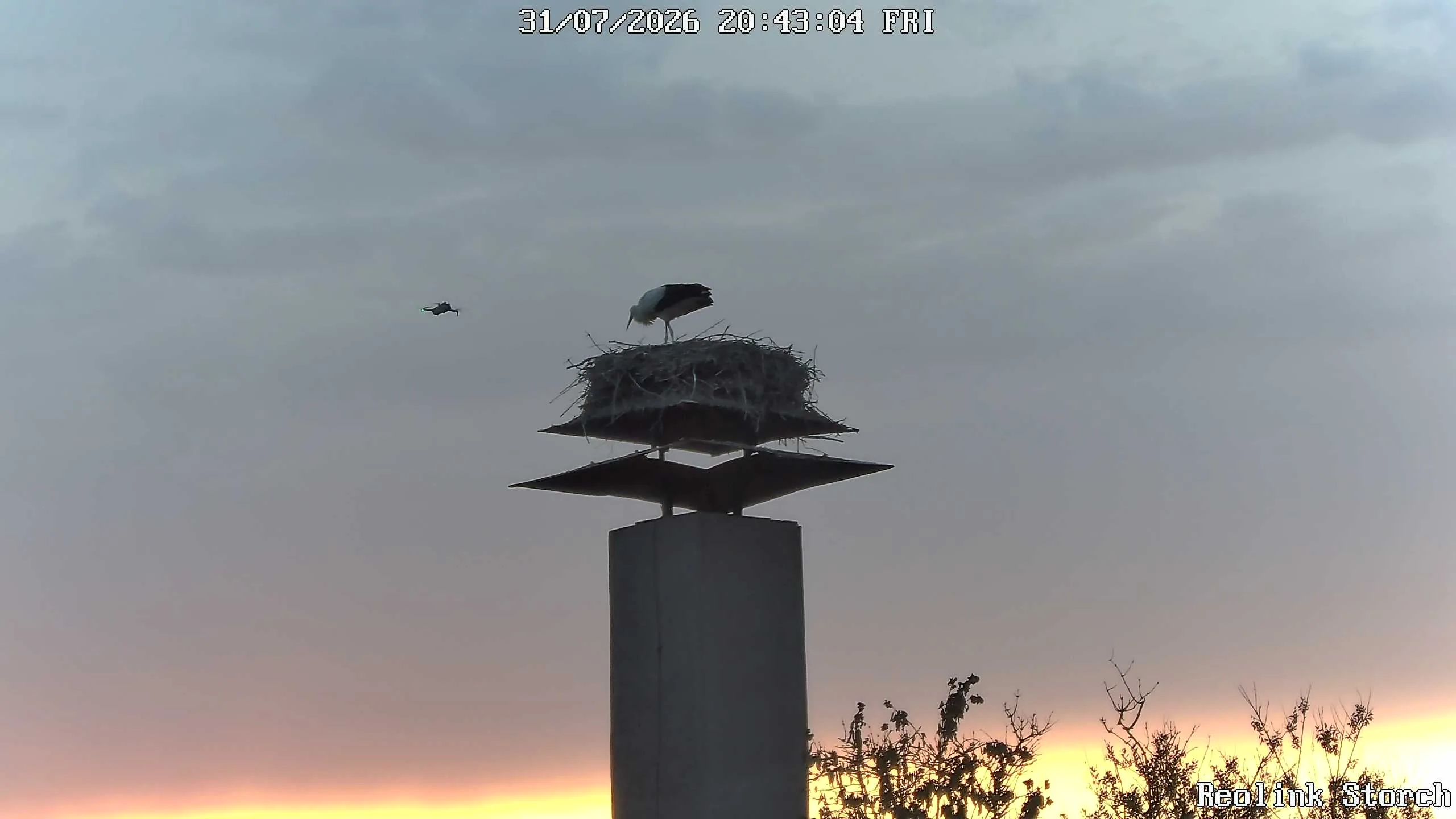 Storchencam Bild
