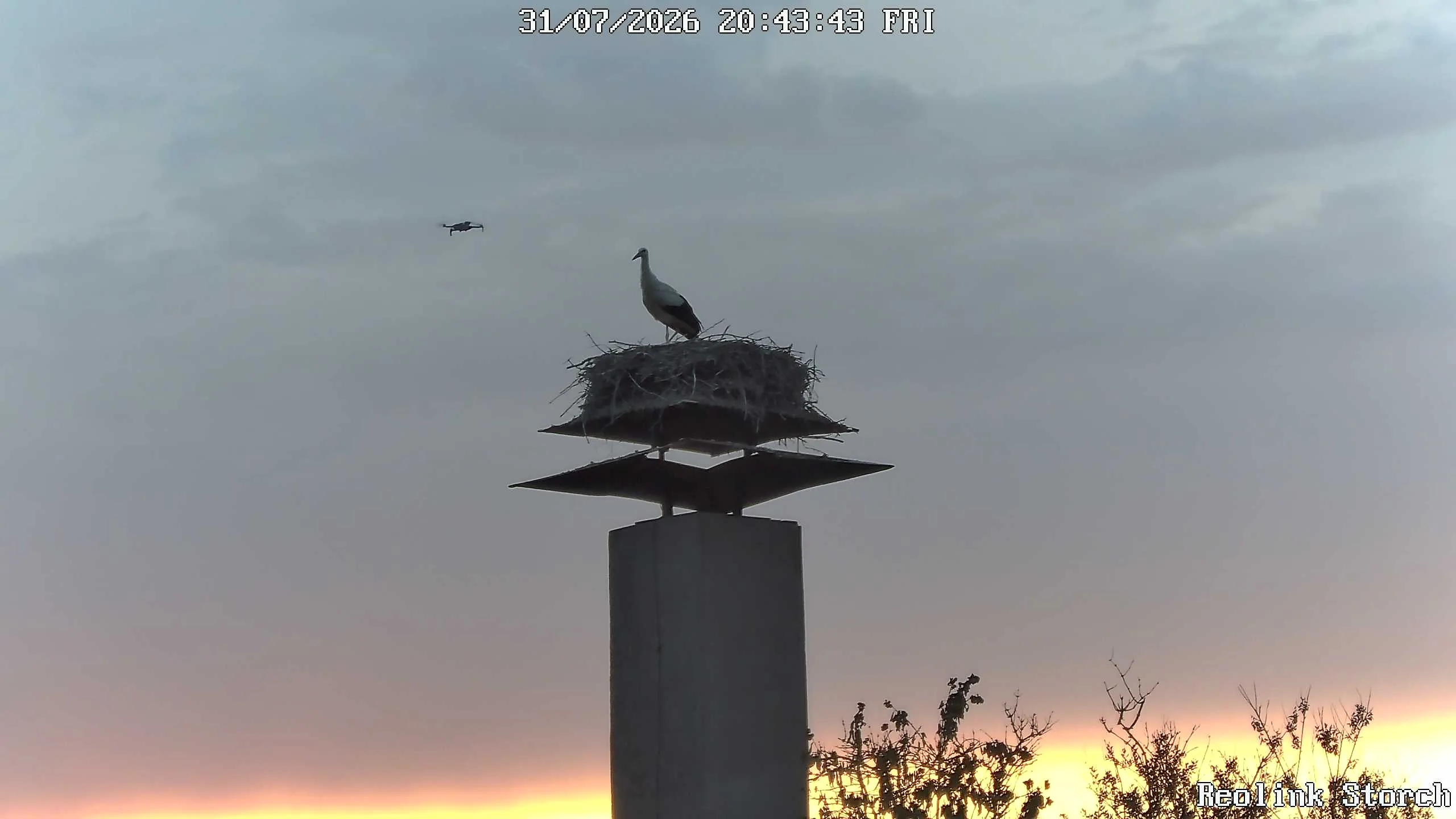 Storchencam Bild