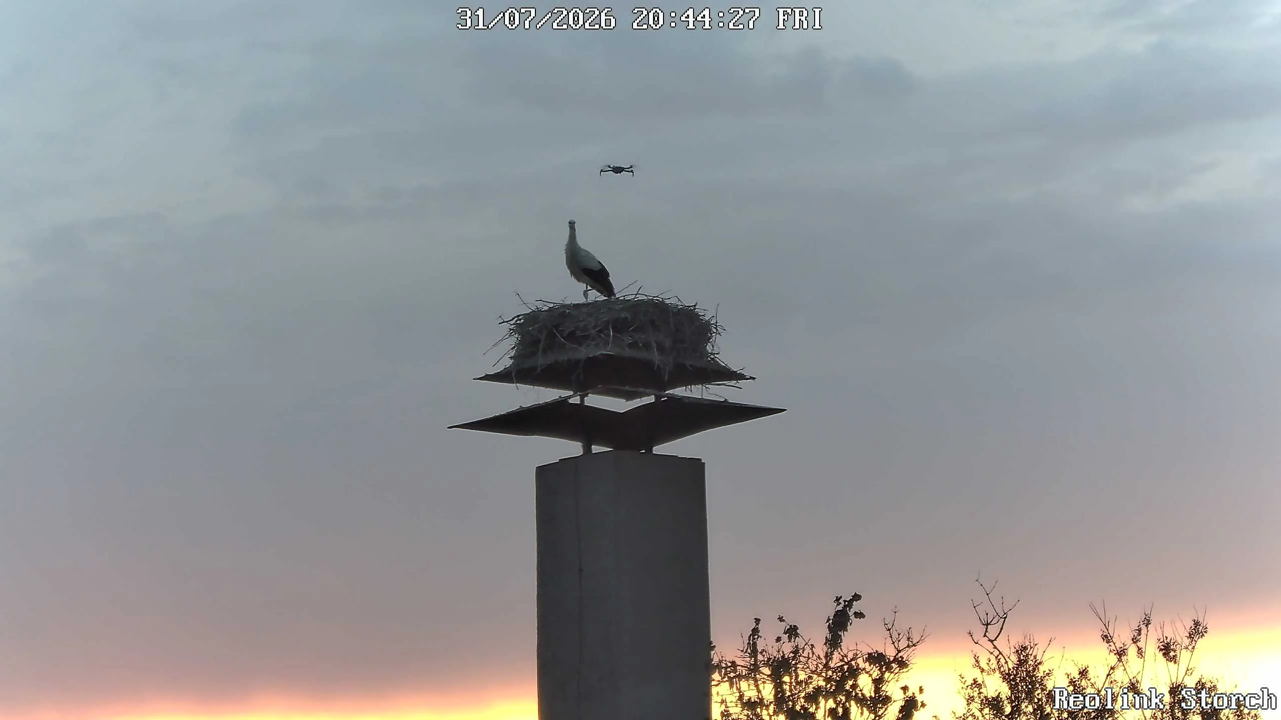 Storchencam Bild