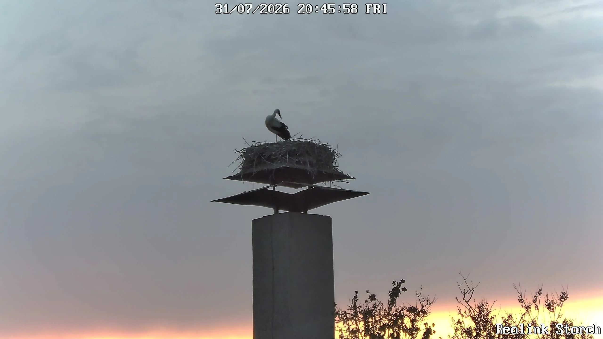 Storchencam Bild