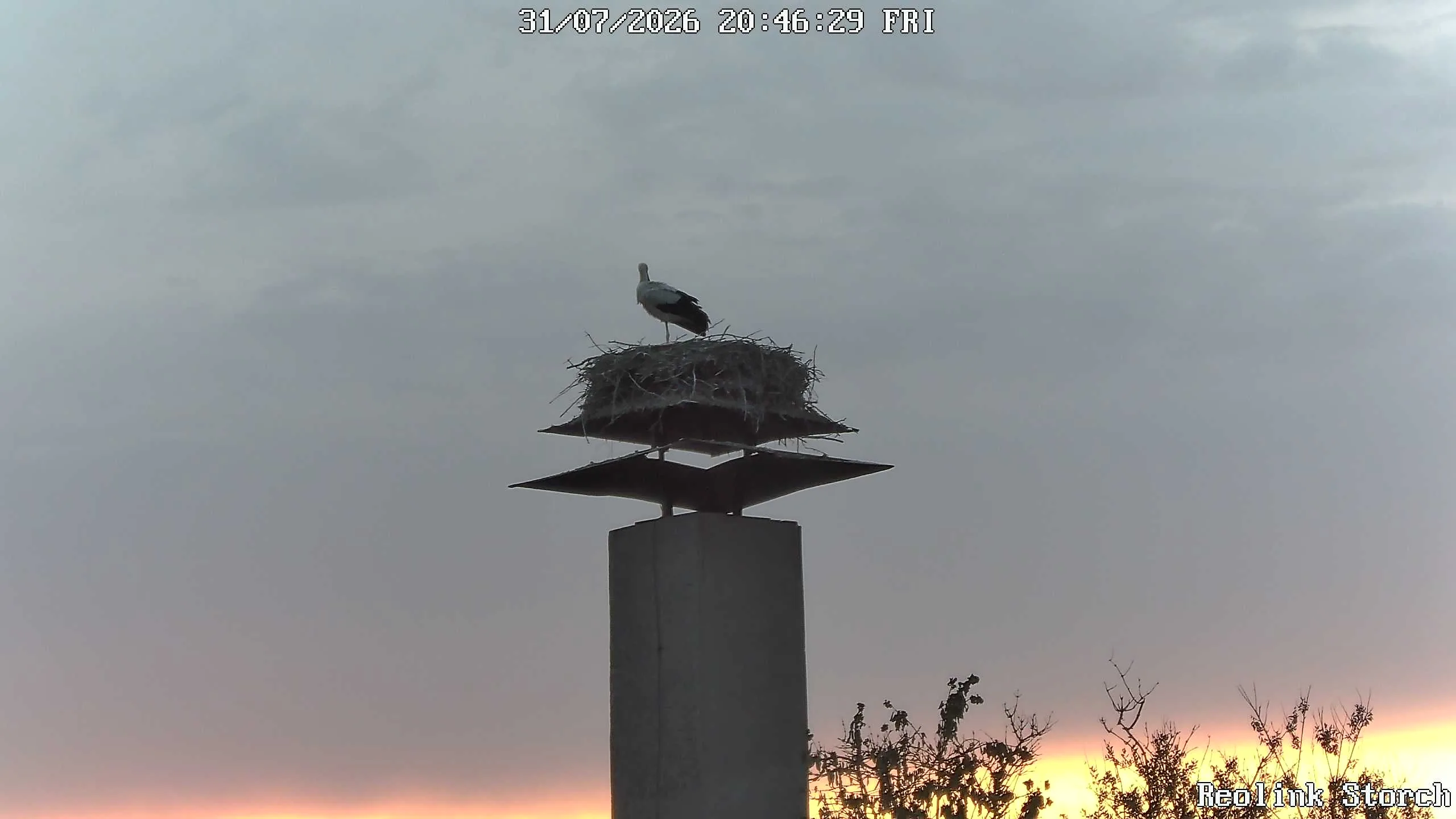 Storchencam Bild