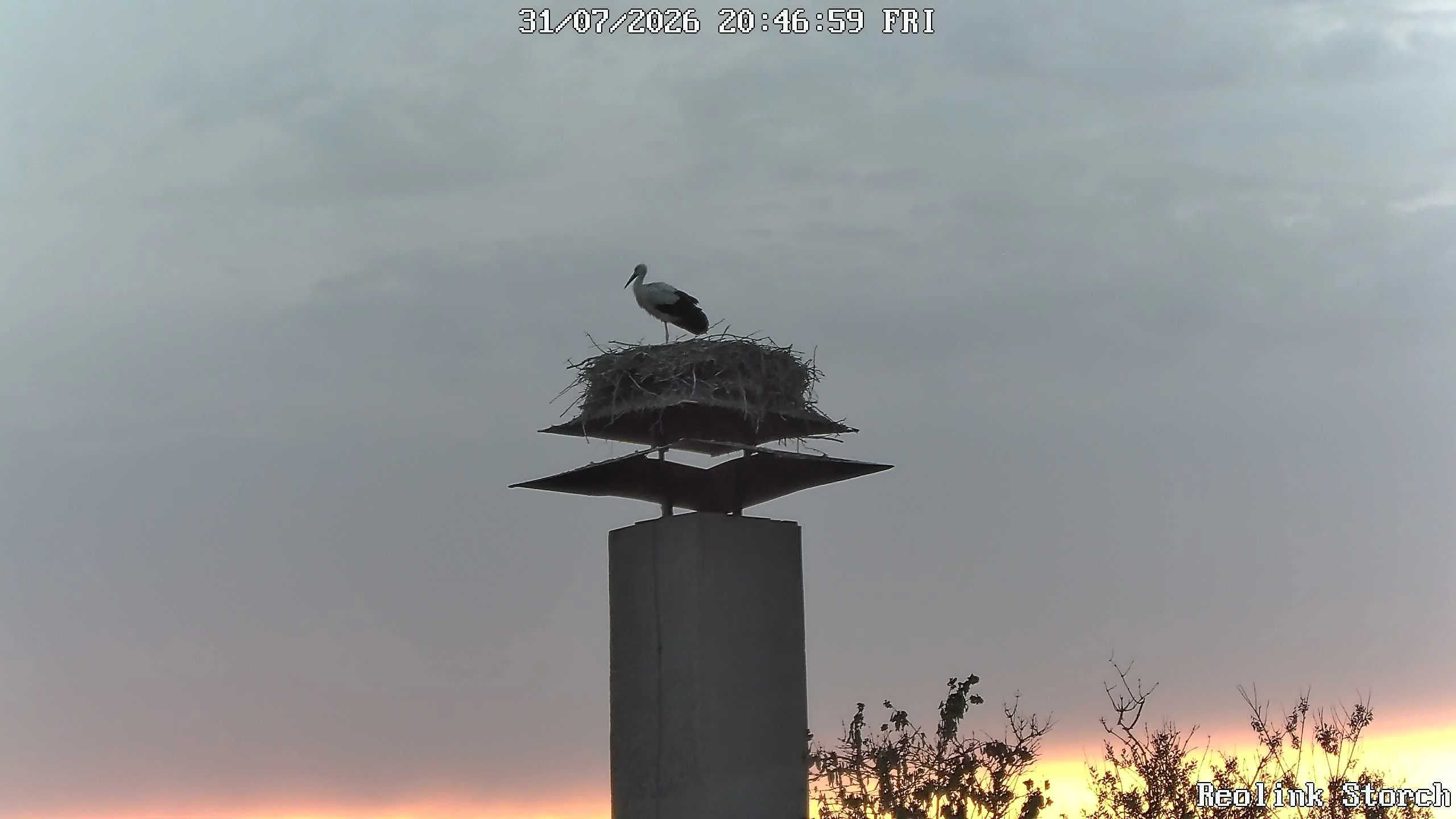 Storchencam Bild