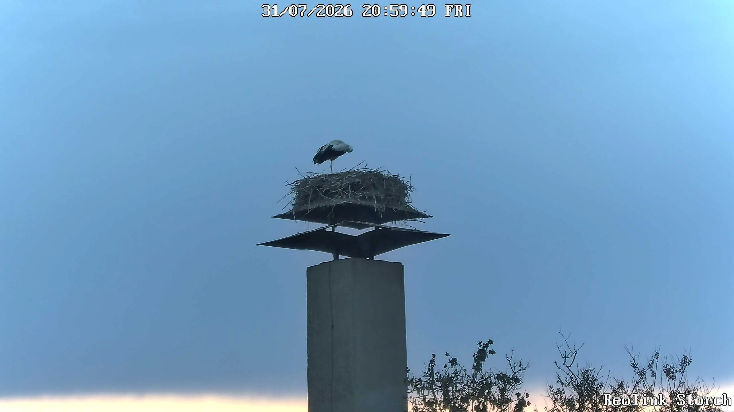 Storchencam Bild