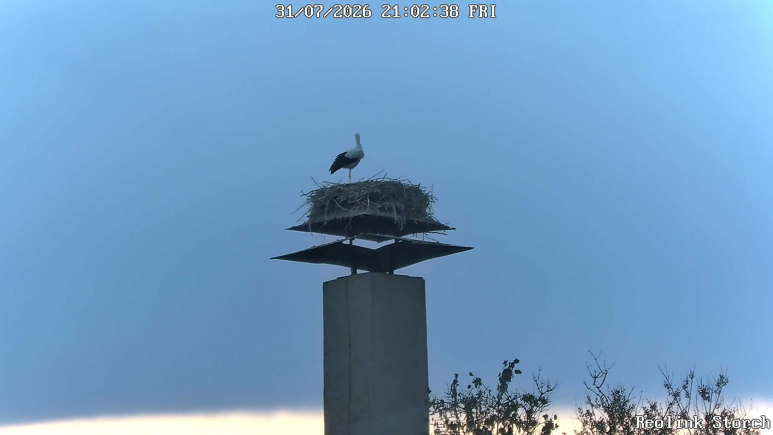 Storchencam Bild