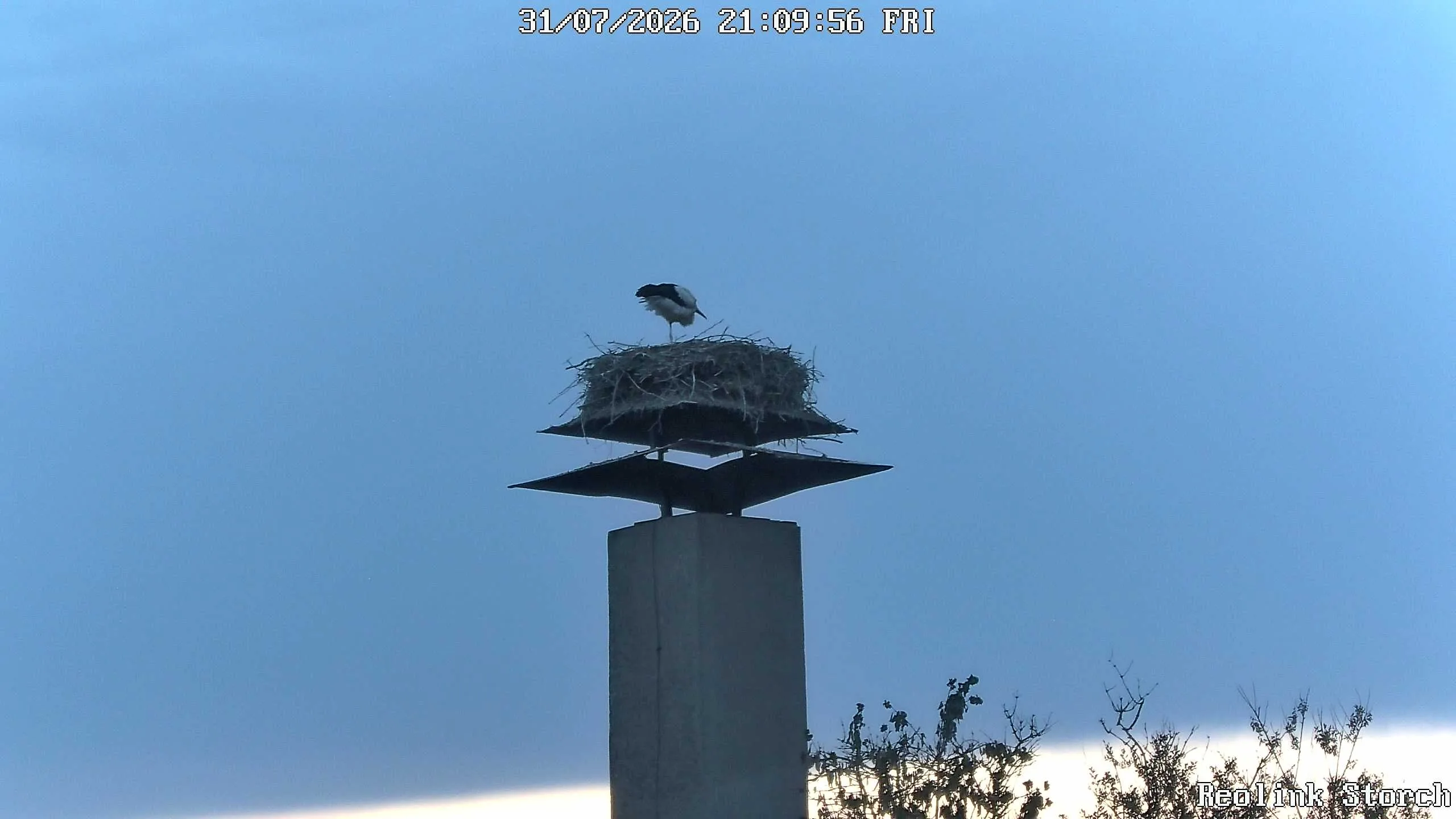 Storchencam Bild