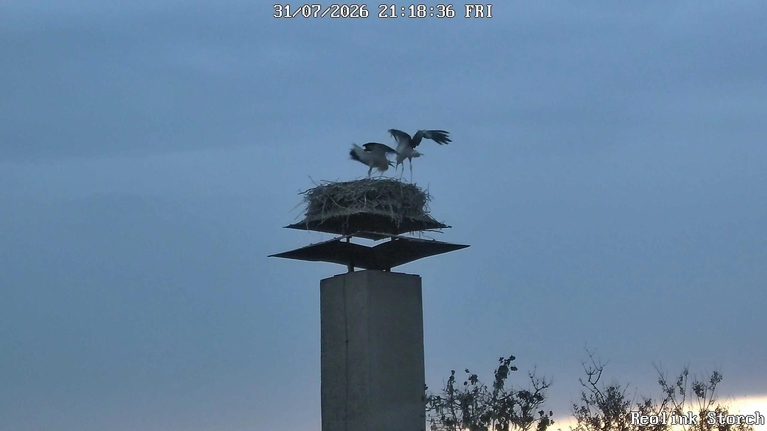 Storchencam Bild