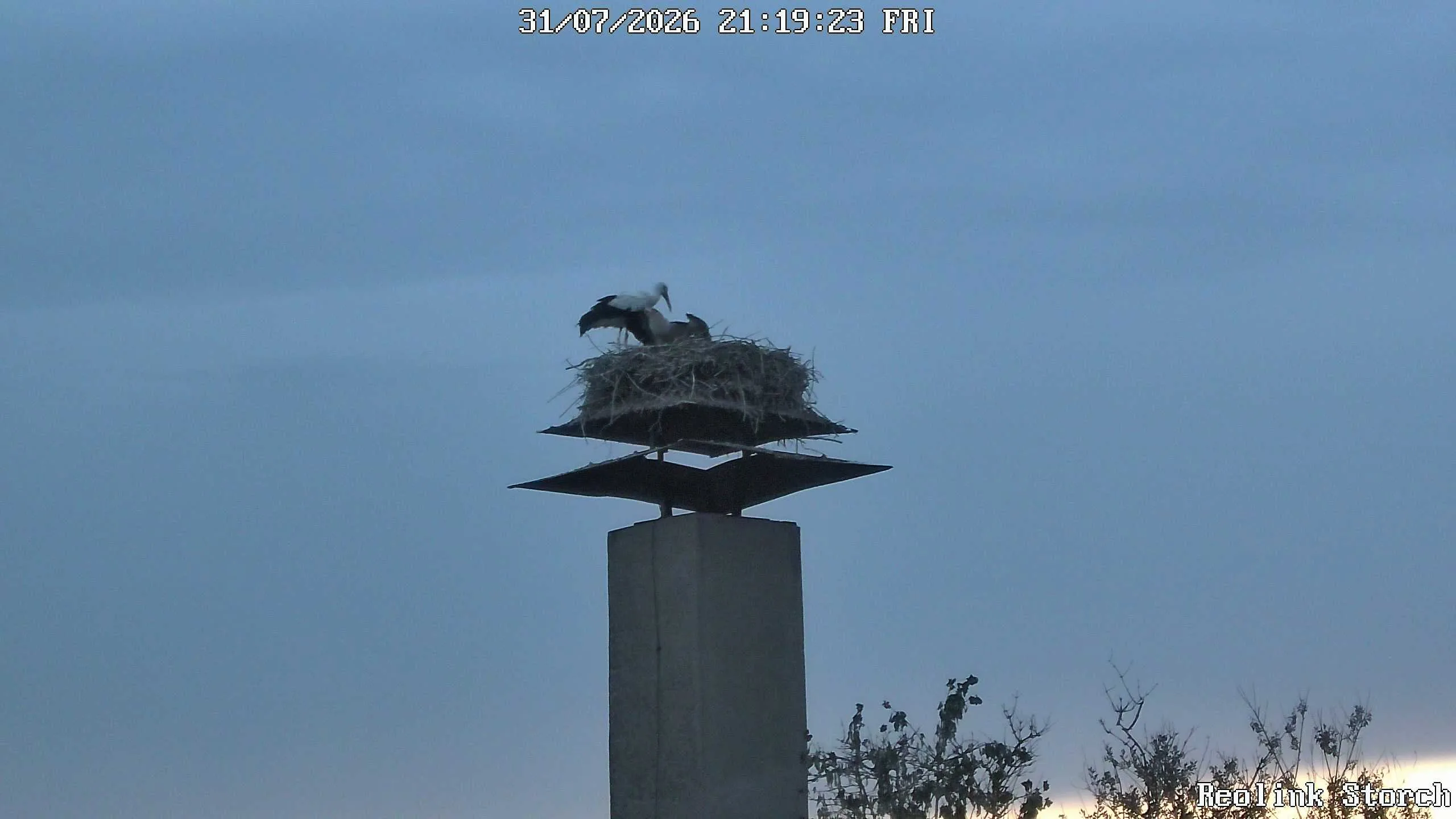 Storchencam Bild