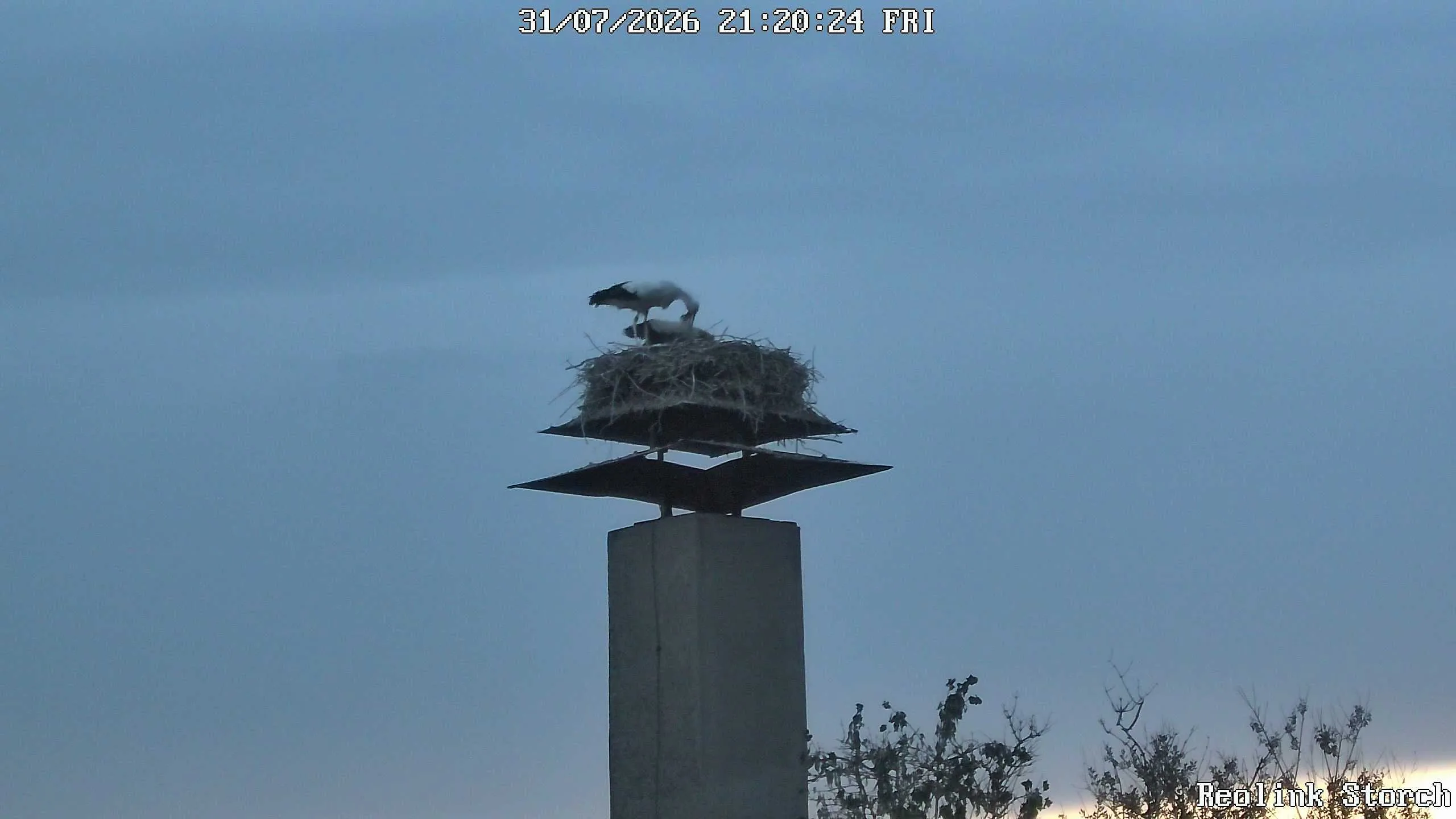Storchencam Bild