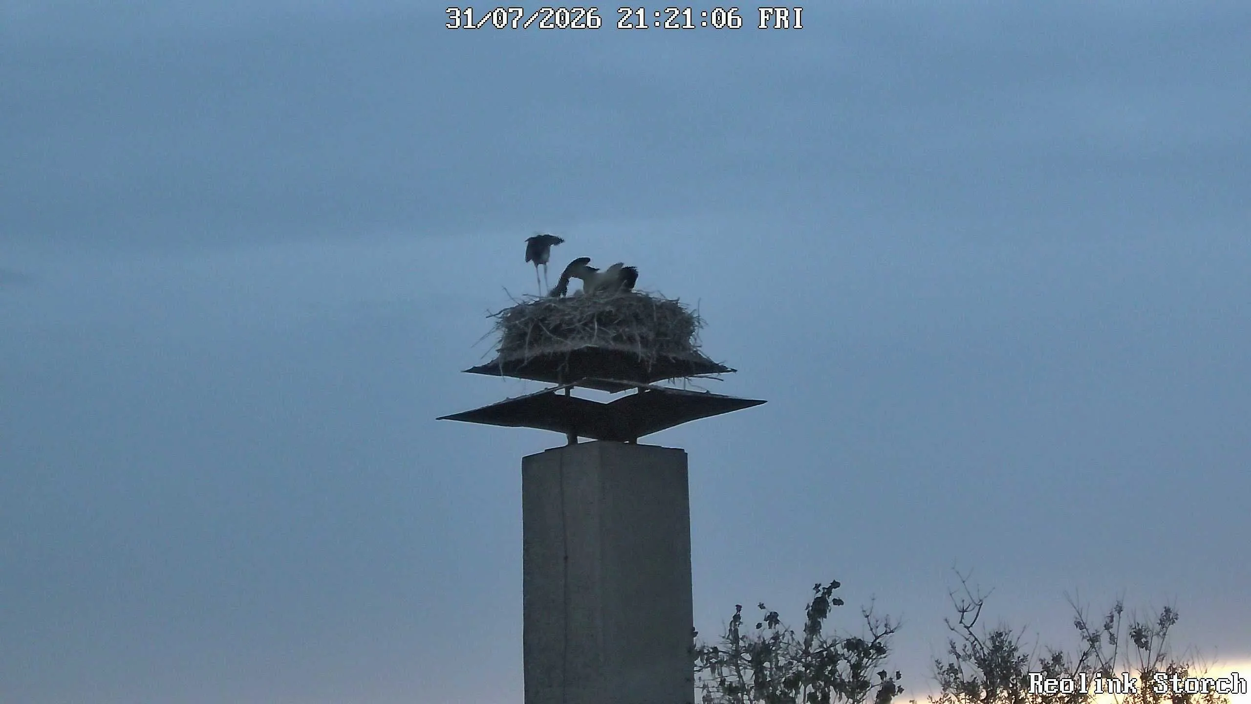 Storchencam Bild