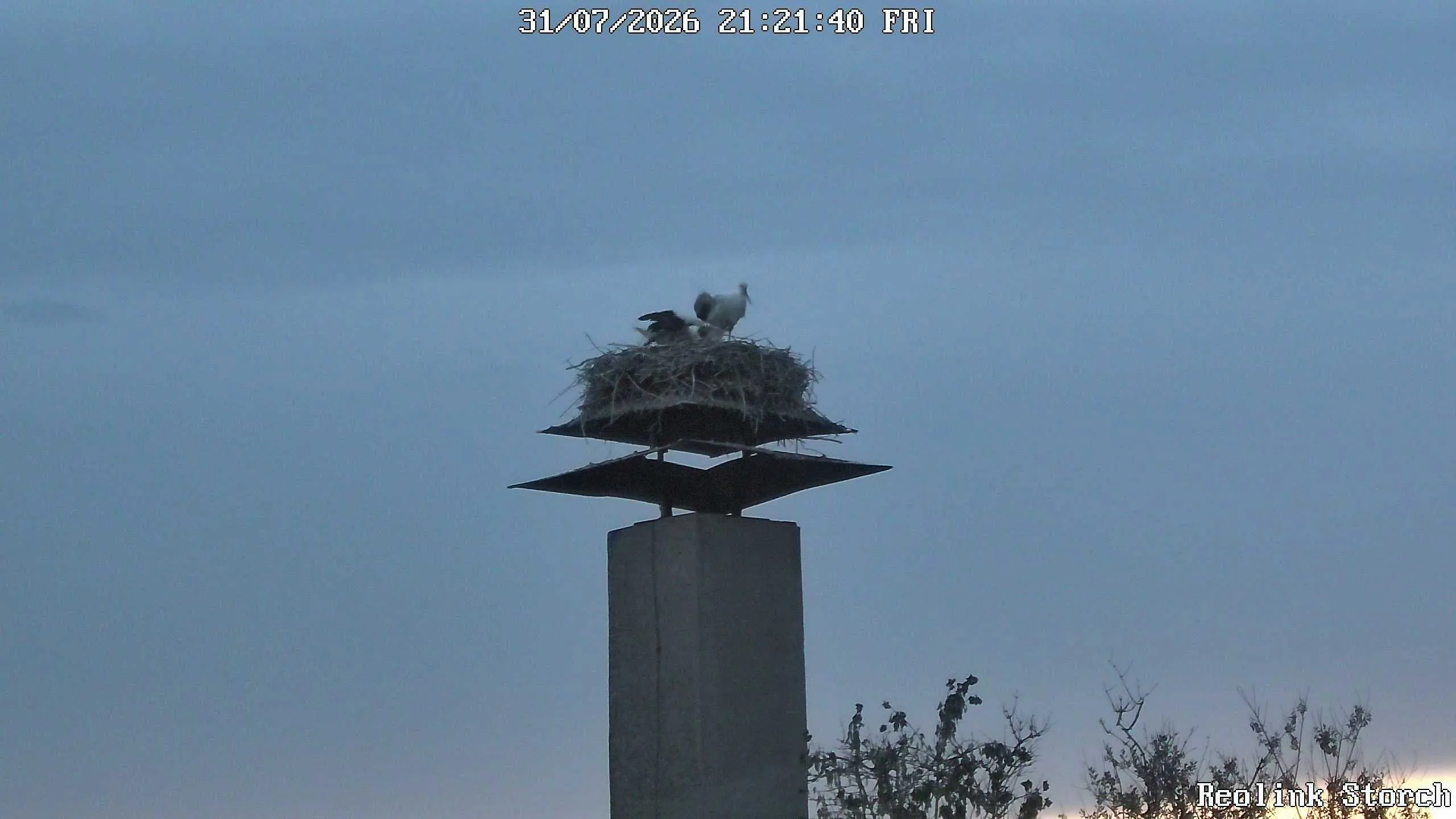 Storchencam Bild