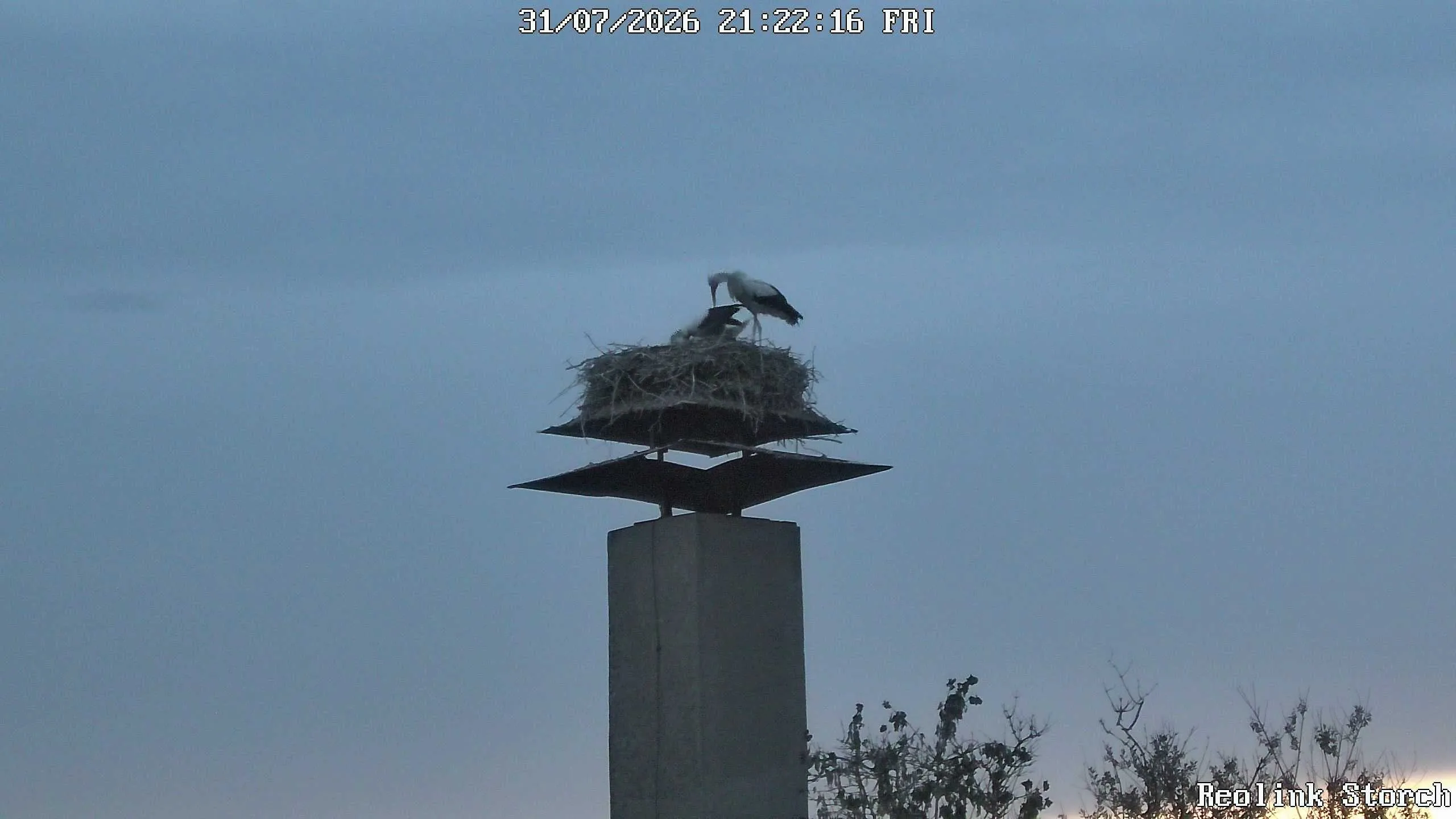 Storchencam Bild