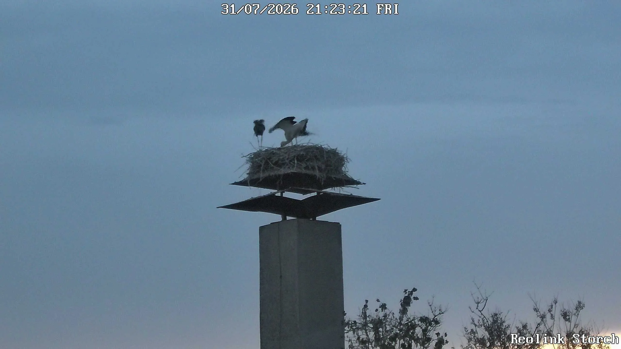 Storchencam Bild