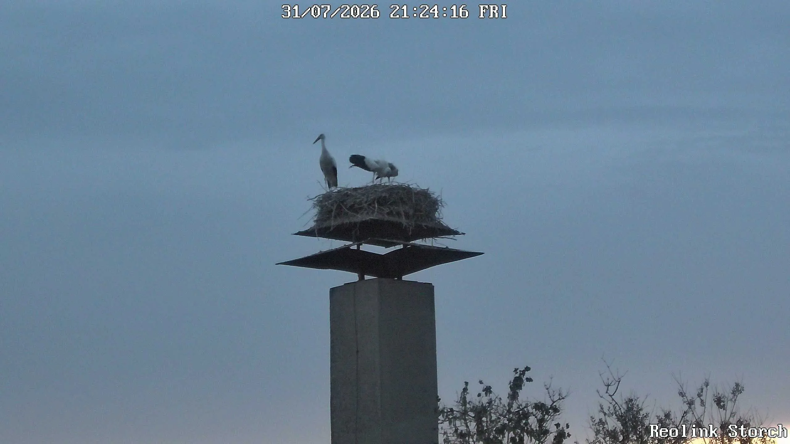 Storchencam Bild
