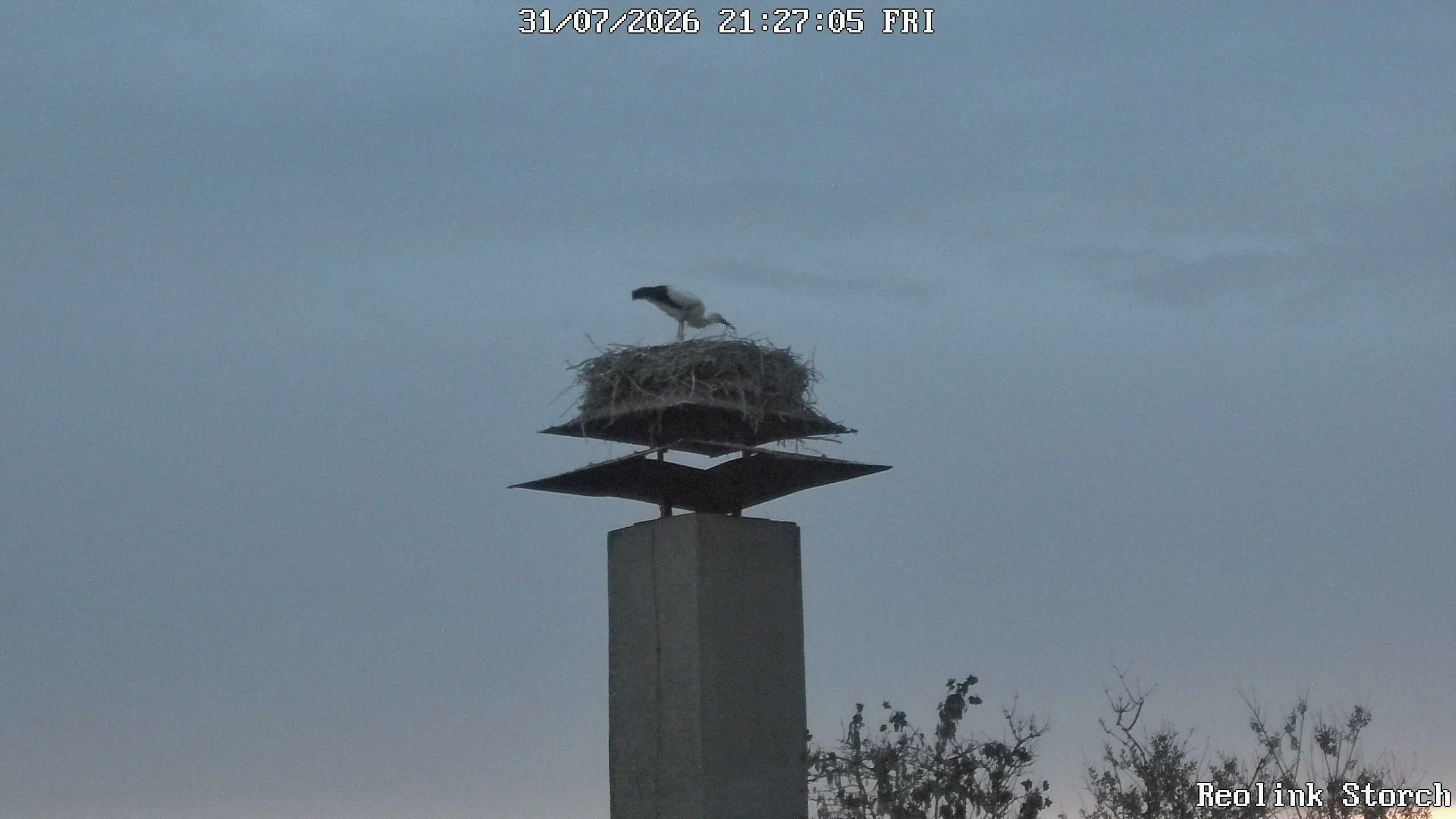 Storchencam Bild