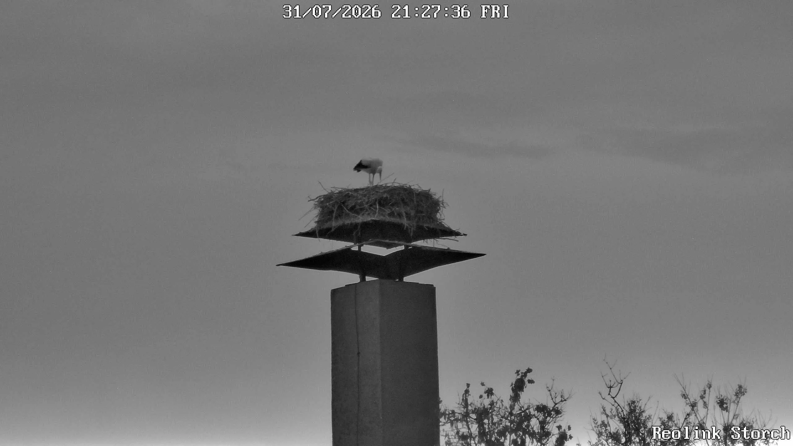 Storchencam Bild